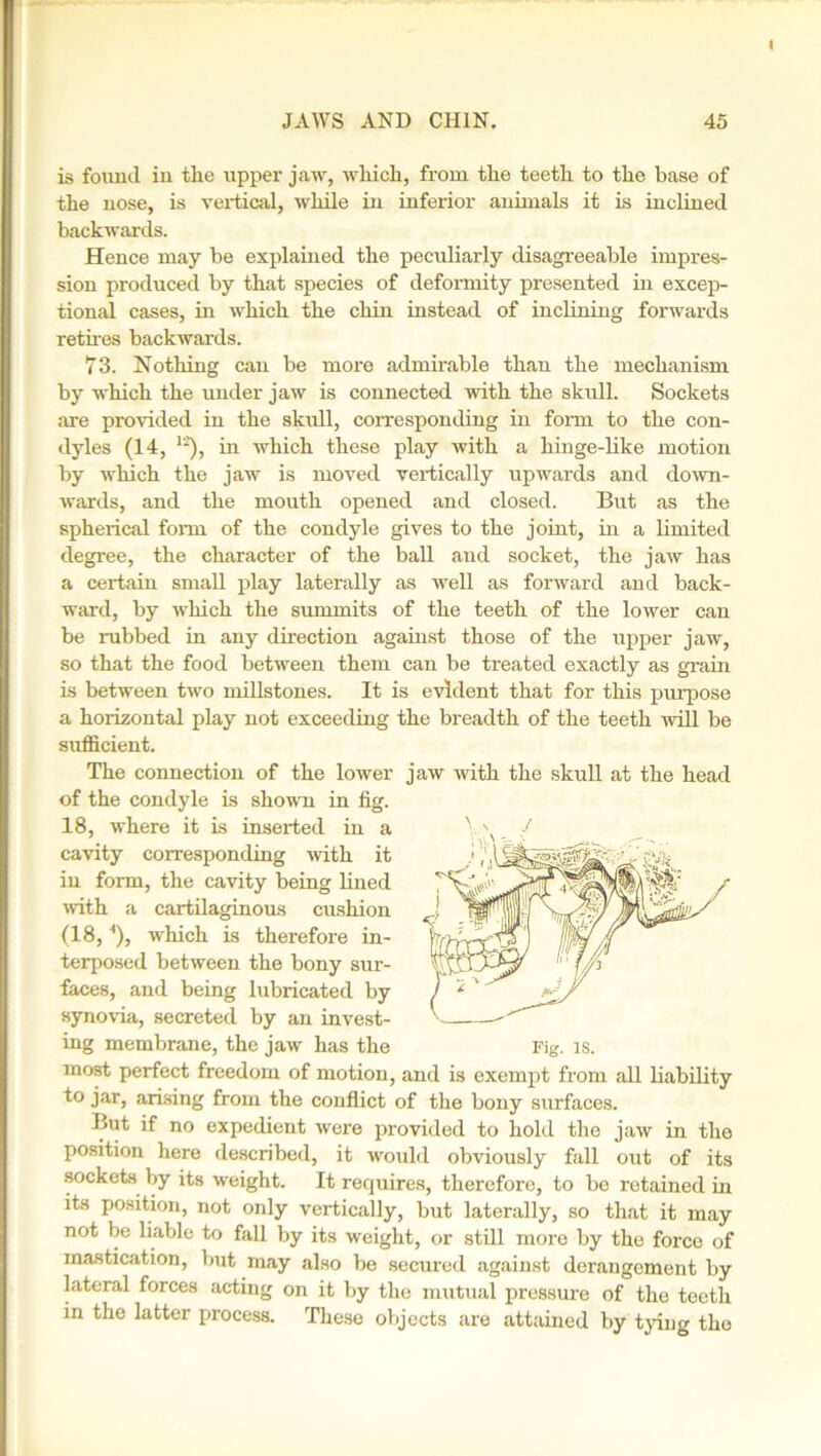 is found in the upper jaw, which, from the teeth to the base of the nose, is vertical, while in inferior animals it is inclined backwards. Hence may be explained the peculiarly disagreeable impres- sion produced by that species of deformity presented in excep- tional cases, in which the chin instead of inclining forwards retires backwards. 73. Nothing can be more admirable than the mechanism by which the under jaw is connected with the skull. Sockets are provided in the skull, corresponding in form to the con- dyles (14, in which these play with a hinge-like motion by which the jaw is moved vertically upwards and down- wards, and the mouth opened and closed. But as the spherical form of the condyle gives to the joint, in a limited degree, the character of the ball and socket, the jaw has a certain small play laterally as well as forward and back- ward, by which the summits of the teeth of the lower can be rubbed in any direction against those of the upper jaw, so that the food between them can be treated exactly as grain is between two millstones. It is evident that for this purpose a horizontal play not exceeding the breadth of the teeth will be sufficient. The connection of the lower jaw with the skull at the head of the condyle is shown in fig. 18, where it is inserted in a V' / most perfect freedom of motion, and is exempt from all liability to jar, arising from the conflict of the bony surfaces. But if no expedient were provided to hold tlio jaw in the position here described, it would obviously fall out of its sockets by its weight. It requires, therefore, to be retained in its position, not only vertically, but laterally, so that it may not be liable to fall by its weight, or still more by the force of mastication, but may also be secured against derangement by lateral forces acting on it by the mutual pressure of the teeth in the latter process. These objects are attained by tying the cavity corresponding with it in form, the cavity being lined with a cartilaginous cushion (18, ■*), which is therefore in- terposed between the bony sur- faces, and being lubricated by synovia, secreted by an invest- ing membrane, the jaw has the Fig. IS.