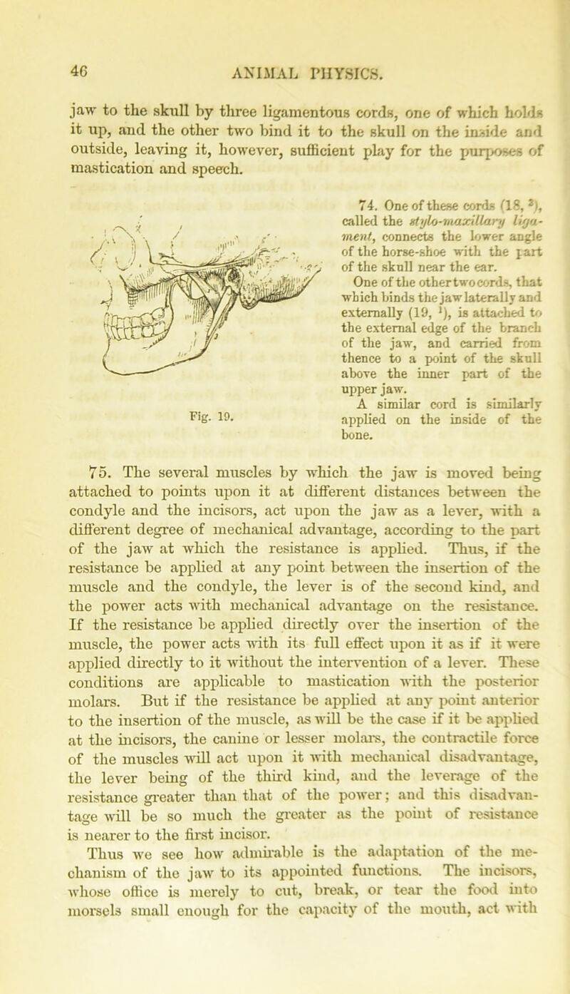 jaw to the skull by three ligamentous cords, one of which holds it up, and the other two bind it to the skull on the inside and outside, leaving it, however, sufficient play for the purposes of mastication and speech. 74. One of these cords (18, 2), called the stylo-maxillary liga- ment, connects the lower angle of the horse-shoe with the part of the skull near the ear. One of the other two cords, that which binds the jaw laterally and externally (19, 1), is attached to the external edge of the branch of the jaw, and carried from thence to a point of the skull above the inner part of the upper jaw. A similar cord is similarly applied on the inside of the bone. 75. The several muscles by which the jaw is moved being attached to points upon it at different distances between the condyle and the incisors, act upon the jaw as a lever, with a different degree of mechanical advantage, according to the part of the jaw at which the resistance is applied. Thus, if the resistance be applied at any point between the insertion of the muscle and the condyle, the lever is of the second kind, and the power acts with mechanical advantage on the resistance. If the resistance be applied directly over the insertion of the muscle, the power acts with its full effect upon it as if it were applied directly to it without the intervention of a lever. These conditions are applicable to mastication with the posterior molars. But if the resistance be applied at any point anterior to the insertion of the muscle, as will be the case if it be applied at the incisors, the canine or lesser molars, the contractile force of the muscles null act upon it with mechanical disadvantage, the lever being of the third kind, and the leverage of the resistance greater than that of the power; and this disadvan- tage will be so much the greater as the point of resistance is nearer to the first incisor. Thus we see how admirable is the adaptation of the me- chanism of the jaw to its appointed functions. The incisors, whose office is merely to cut, break, or tear the food into morsels small enough for the capacity of the mouth, act with