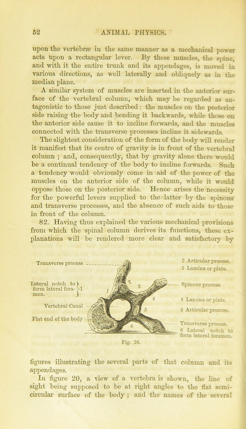 upon the vertebrae in the same manner as a mechanical power acts upon a rectangular lever. By these muscles, the spine, and with it the entire trunk and its appendages, is moved in various directions, as well laterally and obliquely as in the median plane. A similar system of muscles are inserted in the anterior sur- face of the vertebral column, which may be regarded as an- tagonistic to those just described: the muscles on the posterior side raising the body and bending it backwards, while those on the anterior side cause it to incline forwards, and the muscles connected with the transverse processes incline it sidewards. The slightest consideration of the form of the body will render it manifest that its centre of gravity is in front of the vertebral column ; and, consequently, that by gravity alone there would be a continual tendency of the body to incline forwards. Such a tendency woidd obviously come in aid of the power of the muscles on the anterior side of the column, while it would oppose those on the posterior side. Hence arises the necessity for the powerful levers supplied to the latter by the spinous and transverse processes, and the absence of such aids to those in front of the column. 82. Haring thus explained the various mechanical provisions from which the spinal column derives its functions, these ex- planations will be rendered more clear and satisfactory by Transverse process Lateral notcli to) form lateral fora- J-l men. ) Vertebral Canal Flat end of the body 2 Articular process. 3 Lamina or plate. Spinous process. 4 Lamina or plate. 5 Articular process. Transverse process. 6 Lateral notch to form lateral foramen. Fig. 20. figures illustrating the several parts of that column and its appendages. In figure 20, a view of a vertebra is shown, the line of sight being supposed to be at right angles to the fiat semi- circular surface of the body : and the names of the several