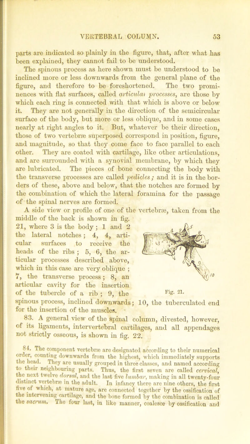 parts are indicated so plainly in tlie figure, that, after what has been explained, they cannot fail to be understood. The spinous process as here shown must be understood to be inclined more or less downwards from the general plane of the figure, and therefore to be foreshortened. The two promi- nences with flat surfaces, called articulai processes, are those by which each ring is connected with that which is above or below it. They are not generally in the direction of the semicircular surface of the body, but more or less oblique, and in some cases nearly at right angles to it. But, whatever be their direction, those of two vertebrfe superposed correspond in position, figure, and magnitude, so that they come face to face parallel to each other. They are coated with cartilage, like other articulations, and are surrounded with a synovial membrane, by which they are lubricated. The pieces of bone connecting the body with the transverse processes are called pedicles ; and it is in the bor- ders of these, above and below, that the notches are formed by the combination of which the lateral foramina for the passage of the spinal nerves are formed. A side view or profile of one of the vertebrae, taken from the middle of the back is shown in fig. 21, where 3 is the body ; 1 and 2 the lateral notches; 4, 4, arti- cular surfaces to receive the heads of the ribs ; 5, 6, the ar- ticular processes described above, which in this case are very oblique ; 7, the transverse process; 8, an articular cavity for the insertion of the tubercle of a rib ; 9, the spinous process, inclined downwards; for the insertion of the muscles. 83. A general view of the spinal column, divested, however, of its ligaments, intervertebral cartilages, and all appendages not strictly osseous, is shown in fig. 22. Fig. 21. 10, the tuberculated end 84. The component vertebra are designated according to their numerical orrier, counting downwards from the highest, which immediately supports the head. They are usually grouped in three classes, and named according to their neighbouring parts. Thus, the first seven are called cervical, the next twelve dorsal, and the last five lumbar, making in all twenty-four distinct vertebra in the adult. In infancy there are nine others, the first five of which, at mature age, are connected together by the ossification of the intervening cartilage, and the bone formed by the combination is called the sacrum. The four last, in like manner, coalesce by ossification and