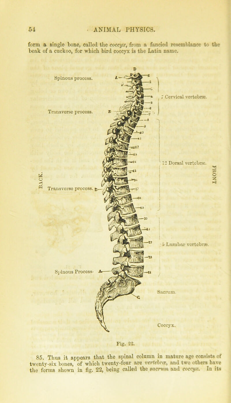 form a single bone, called the coccyx, from a fancied resemblance to the beak of a cuckoo, for which bird coccyx is the Latin name. o P3 Transverse process. Spinous Process- Spinous process. Transverse process. Cervical vertebne. 12 Dorsal vertebra. O z j ;} Lumbar vertebra. ) Sacrum. Coccyx. Fig. 22. 85. Thus it appears that the spinal column in mature age consists of twenty-six bones, of which twenty-four are vertebra, and two others have the forms shown in fig. 22, being called the sacrum and coccyx. In its