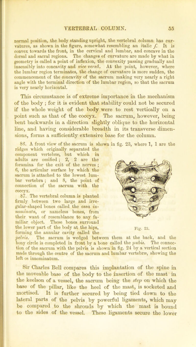normal position, the body standing upright, the vertebral column has cur- vatures, as shown in the figure, somewhat resembling an italic f. It is convex towards the front, in the cervical and lumbar, and concave in the dorsal and sacral regions. The changes of curvature are made by what in geometry is called a point of inflexion, the convexity passing gradually and insensibly into concavity and vice verad. At the point, however, where the lumbar region terminates, the change of curvature is more sudden, the commencement of the concavity of the sacrum making very nearly a right angle with the terminal direction of the lumbar region, so that the sacrum is very nearly horizontal. This circumstance is of extreme importance in the mechanism of the body ; for it is evident that stability could not be secured if the whole weight of the body were to rest vertically on a point such as that of the coccyx. The sacrum, however, being bent backwards in a direction slightly oblique to the horizontal line, and having considerable breadth in its transverse dimen- sions, forms a sufficiently extensive base for the column. 86. A front view of the sacrum is shown in fig. 23, where 1, 1 are the ridges which originally separated the component vertebra?, but which in adults are ossified; 2, 2 are the foramina for the exit of the nerves ; 6, the articular surface by which the sacrum is attached to the lowest lum- bar vertebra ; and 8, the point of connection of the sacrum with the coccyx. 87. The vertebral column is planted firmly between two large and irre- gular-shaped bones called the ossa in- nominata, or nameless bones, from their want of resemblance to any fa- miliar object. These bones surround the lower part of the body at the hips, forming the annular cavity called the pelvis. The sacrum is wedged between them at the back, and the bony circle is completed in front by a bone called the pubis. The connec- tion of the sacrum with the pelvis is shown in fig. 24 by a vertical section made through the centre of the sacrum and lumbar vertebra?, showing the left os innominatum. Sir Charles Bell compares this implantation of the spine in the moveable base of the body to the insertion of the mast in the keelson of a vessel, the sacrum being the step on which the base of the pillar, like the heel of the mast, is socketed and mortised. It is further secured by being tied down to the lateral parts of the pelvis by powerful ligaments, which may be compared to the shrouds by which the mast is bound to the sides of the vessel. These ligaments secure the lower Fig. 23.