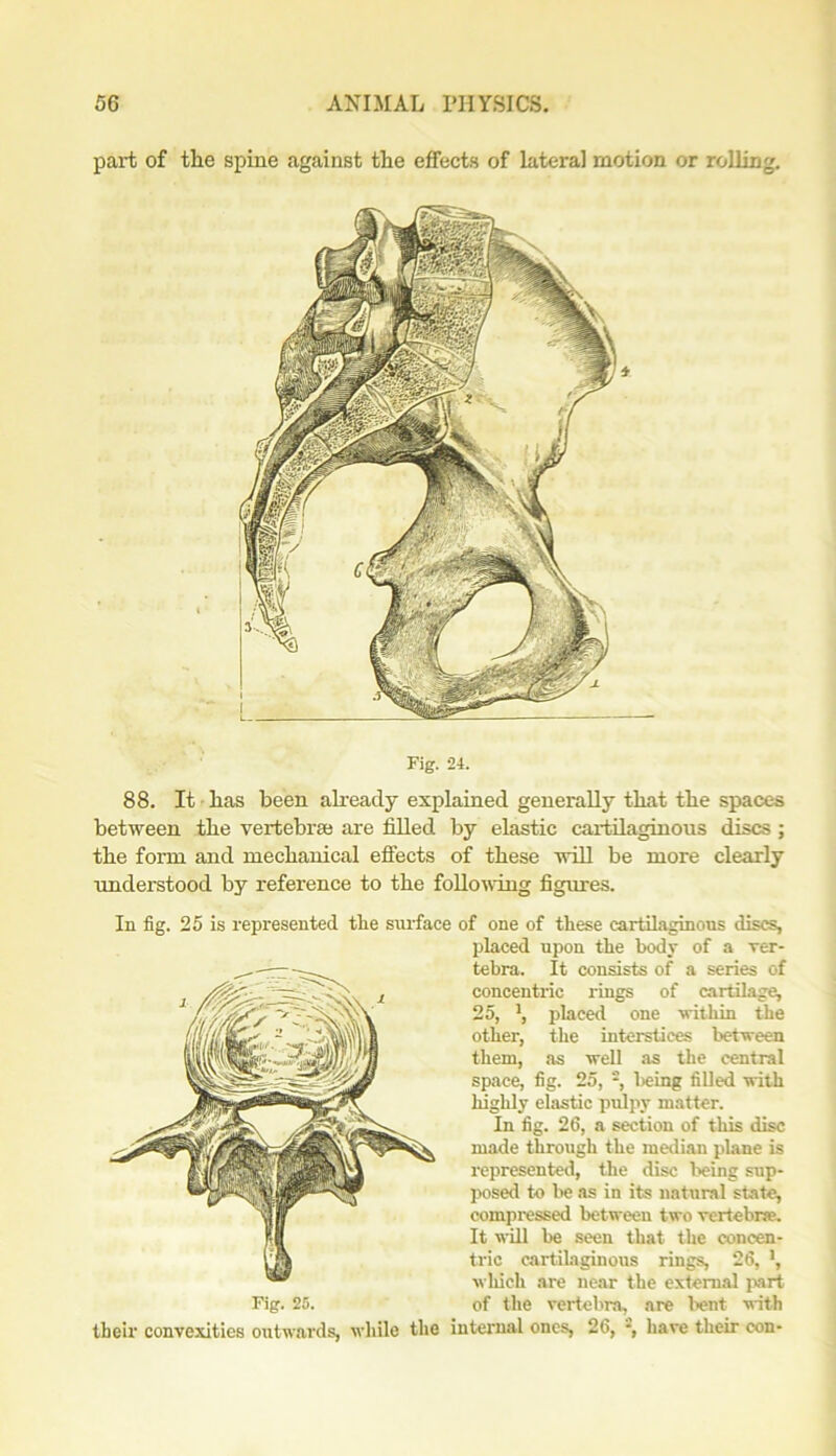 part of the spine against the effects of lateral motion or rolling. Fig. 24. 88. It has been already explained generally that the spaces between the vertebrae are filled by elastic cartilaginous discs; the form and mechanical effects of these will be more clearly understood by reference to the following figures. In fig. 25 is represented the surface of one of these cartilaginous discs, placed upon the body of a ver- tebra. It consists of a series of concentric rings of cartilage, 25, ', placed one within the other, the interstices between them, as well as the central space, fig. 25, :, being filled with highly elastic pulpy matter. In fig. 26, a section of this disc made through the median plane is represented, the disc being sup- posed to be as in its natural state, compressed between two vertebras. It will be seen that the concen- tric cartilaginous rings, 26, ', which are near the external part Fig. 25. of the vertebra, are bent with their convexities outwards, while the internal ones, 26, •, have their con-