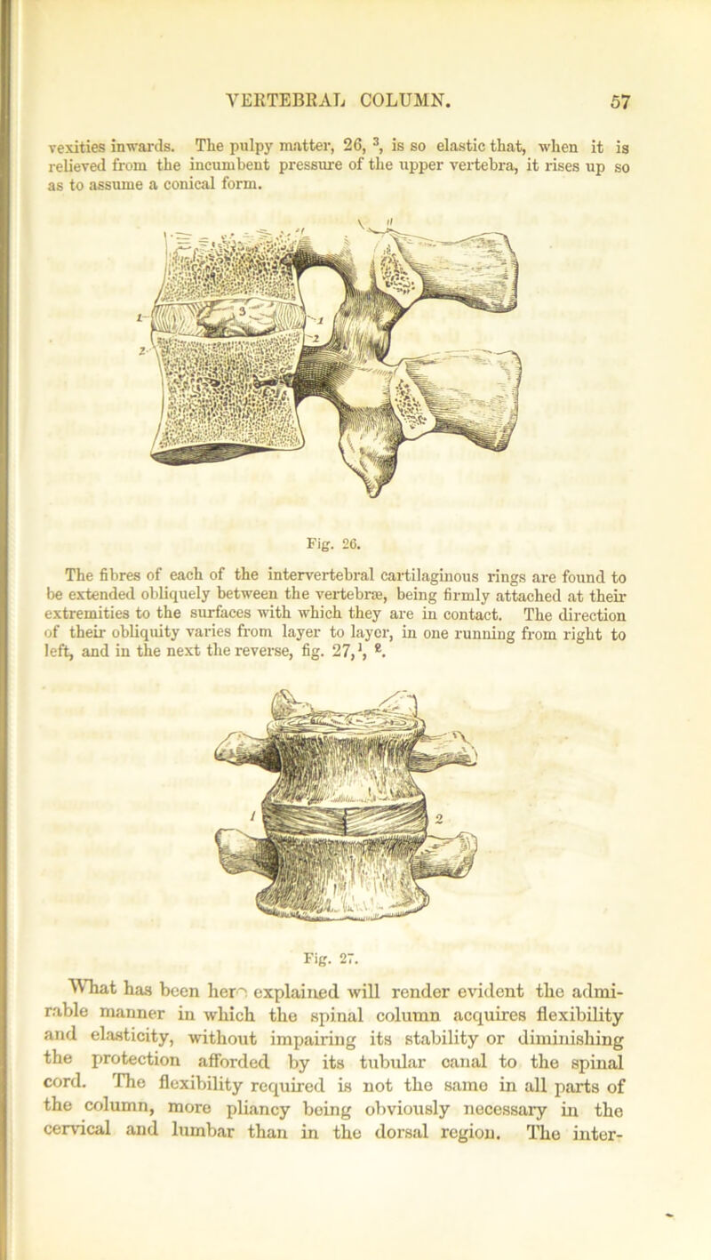 verities inwards. The pulpy matter, 26, 3, is so elastic that, when it is relieved from the incumbent pressure of the upper vertebra, it rises up so as to assume a conical form. Fig. 26. The fibres of each of the intervertebral cartilaginous rings are found to be extended obliquely between the vertebra, being firmly attached at their extremities to the surfaces with which they are in contact. The direction of their obliquity varies from layer to layer, in one running from right to left, and in the next the reverse, fig. 27,', e. Fig. 27. What has been hero explained will render evident the admi- rable manner in which the spinal column acquires flexibility and elasticity, without impairing its stability or diminishing the protection afforded by its tubular canal to the spinal cord. The flexibility required is not the same in all parts of the column, more pliancy being obviously necessary in the cervical and lumbar than in the dorsal region. The inter-