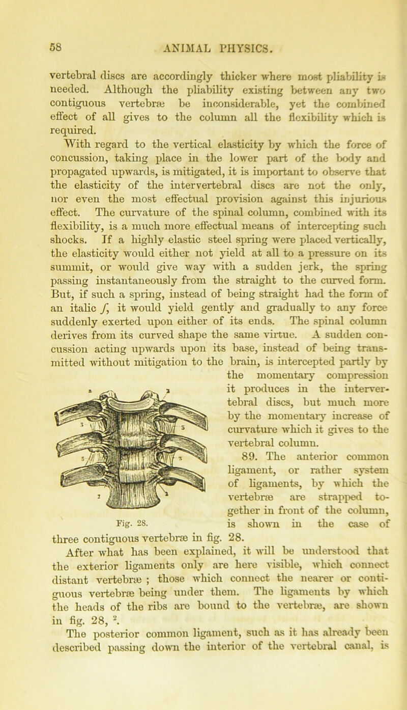 vertebral discs are accordingly thicker where most pliability is needed. Although the pliability existing between any two contiguous vertebraj be inconsiderable, yet the combined effect of all gives to the column all the flexibility which is required. With regard to the vertical elasticity by which the force of concussion, taking place in the lower part of the body and propagated upwards, is mitigated, it is important to observe that the elasticity of the intervertebral discs are not the only, nor even the most effectual provision against this injurious effect. The curvature of the spinal column, combined with its flexibility, is a much more effectual means of intercepting such shocks. If a highly elastic steel spring were pflaced vertically, the elasticity would either not yield at all to a pressure on its summit, or would give way with a sudden jerk, the spring passing instantaneously from the straight to the curved form. But, if such a spring, instead of being straight had the form of an italic /, it would yield gently and gradually to any force suddenly exerted upon either of its ends. The spinal column derives from its curved shape the same virtue. A sudden con- cussion acting upwards upon its base, instead of being trans- mitted without mitigation to the brain, is intercepted partly by the momentary compression it produces in the interver- tebral discs, but much more by the momentary increase of curvature which it gives to the vertebral column. 89. The anterior common ligament, or rather system of ligaments, by which the vertebrae are strapped to- gether in front of the column, Fig. 28. is shown in the case of three contiguous vertebrae in fig. 28. After what has been explained, it will be understood that the exterior ligaments only are here visible, which connect distant vertebrae ; those which connect the nearer or conti- guous vertebrae being under them. The ligaments by which the heads of the ribs are bound to the vertebrae, are shown in fig. 28, 2. The posterior common ligament, such as it has already been described passing down the interior of the vertebral canal, is