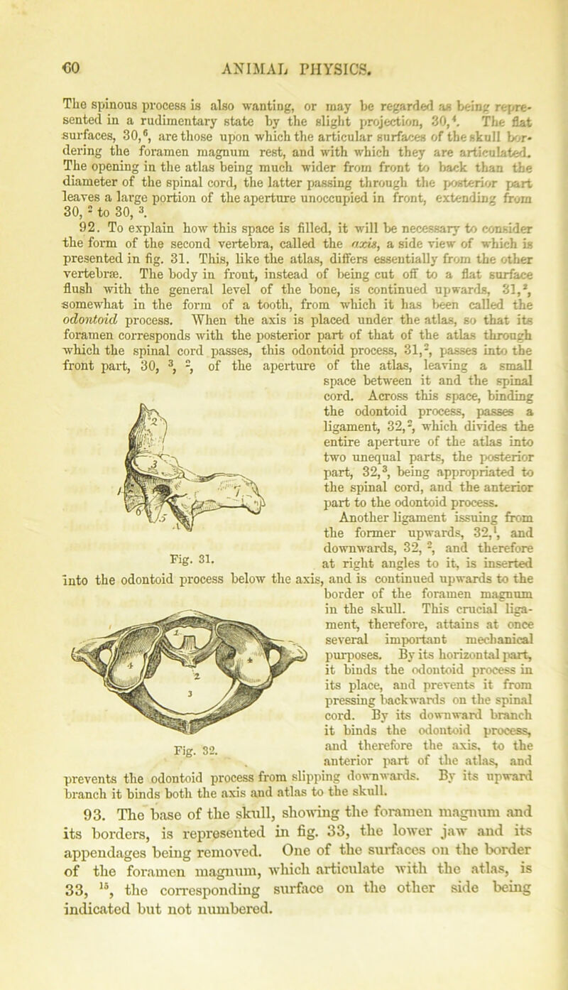 The spinous process is also wanting, or may be regarded as being repre- sented in a rudimentary state by the slight projection, 30/. The flat surfaces, 30/, are those upon which the articular surfaces of the skull bor- dering the foramen magnum rest, and with which they are articulated. The opening in the atlas being much wider from front to back than the diameter of the spinal cord, the latter passing through the posterior part leaves a large portion of the aperture unoccupied in front, extending from 30, • to 30, 3. 92. To explain how this space is filled, it will be necessary to consider the form of the second vertebra, called the ox is, a side view of which is presented in fig. 31. This, like the atlas, diflfers essentially from the other vertebrae. The body in front, instead of being cut off to a flat surface flush with the general level of the bone, is continued upwards, 31/, somewhat in the form of a tooth, from which it has been called the odontoid process. When the axis is placed under the atlas, so that its foramen corresponds with the posterior part of that of the atlas through which the spinal cord passes, this odontoid process, 31/, passes into the front part, 30, 3, of the aperture of the atlas, leaving a small space between it and the spinal cord. Across this space, binding the odontoid process, passes a ligament, 32/, which divides the entire aperture of the atlas into two unequal parts, the posterior part, 32/, being appropriated to the spinal cord, and the anterior part to the odontoid process. Another ligament issuing from the former upwards, 32,*, and downwards, 32, 2, and therefore at right angles to it, is inserted Into the odontoid process below the axis, and is continued upwards to the border of the foramen magnum in the skull. This crucial liga- ment, therefore, attains at once several important mechanical purposes. By its horizontal part, it binds the odontoid process in its place, and prevents it from pressing backwards on the spinal cord. By its downward branch it binds the odontoid process, and therefore the axis, to the anterior part of the atlas, and prevents the odontoid process from slipping downwards. By its upward branch it binds both the axis and atlas to the skull. 93. The base of the skull, showing the foramen magnum and its borders, is represented in fig. 33, the lower jaw and its appendages being removed. One of the surfaces on the border of the foramen magnum, which articulate with the atlas, is 33, 15, tho correspondiug surface on the other side being indicated but not numbered.
