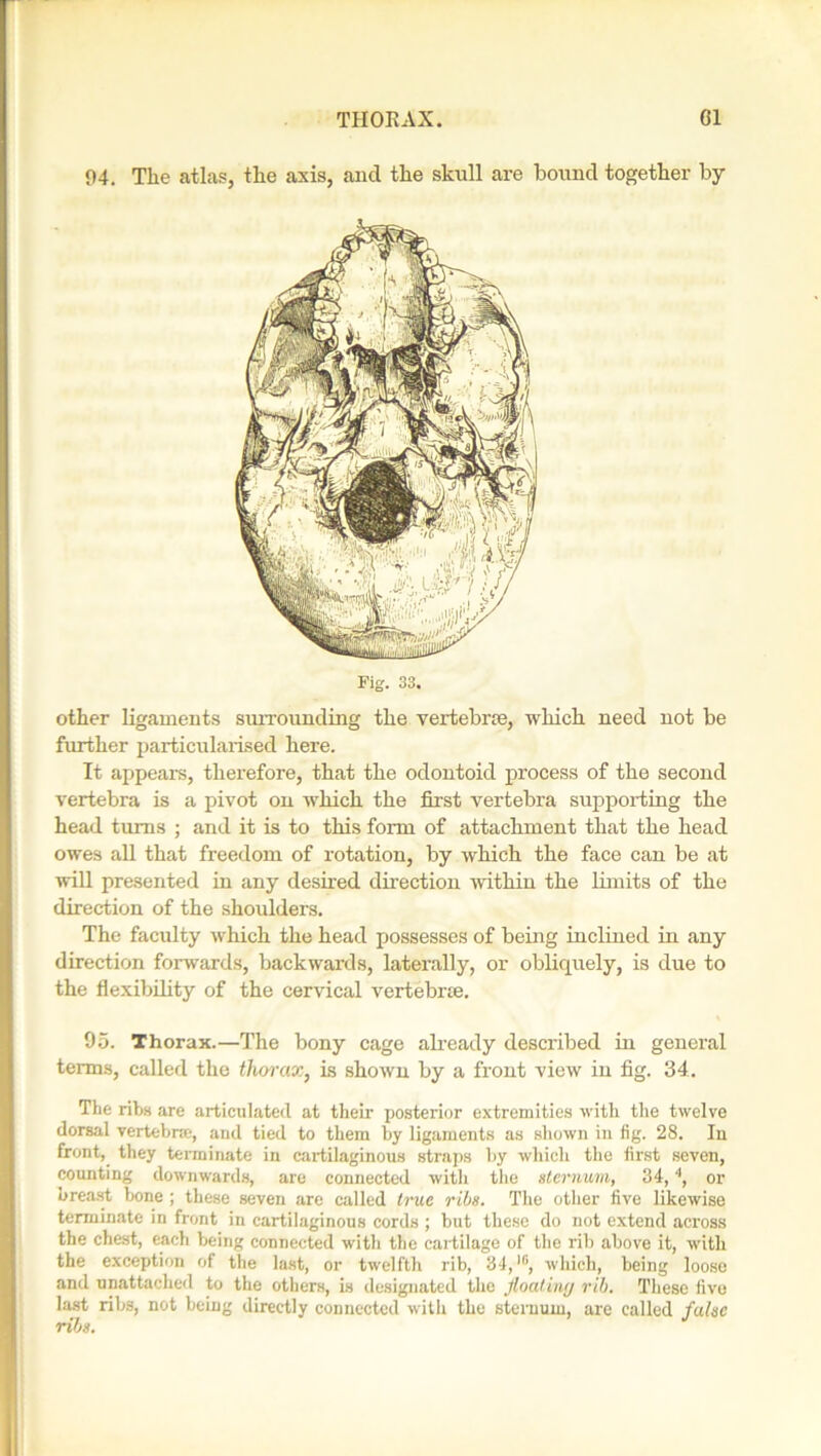 04. The atlas, the axis, and the skull are bound together by Fig. 33. other ligaments surrounding the vertebrae, which need not be further particularised here. It appears, therefore, that the odontoid process of the second vertebra is a pivot on which the first vertebra supporting the head turns ; and it is to this form of attachment that the head owes all that freedom of rotation, by which the face can be at will presented in any desired direction within the limits of the direction of the shoulders. The faculty which the head possesses of being inclined in any direction forwards, backwards, laterally, or obliquely, is due to the flexibility of the cervical vertebne. 95. Thorax.—The bony cage already described in general terms, called the thorax, is shown by a front view in fig. 34. The ribs are articulated at their posterior extremities with the twelve dorsal vertebra-, and tied to them by ligaments as shown in fig. 28. In front, they terminate in cartilaginous straps by which the first seven, counting downwards, are connected with the sternum, 34, or breast bone ; these seven are called true ribs. The other five likewise terminate in front in cartilaginous cords ; but these do not extend across the chest, each being connected with the cartilage of the rib above it, with the exception of the last, or twelfth rib, 34,l(i, which, being loose and unattached to the others, is designated the floating rib. These five last ribs, not being directly connected with the sternum, are called false ribs.