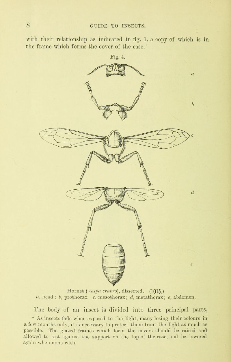 with their relationship as indicated in fig. 1, a copy of which is in the frame which forms the cover of the case.* Fig. 4. Hornet (Vespa crabro), dissected. (1015.) a, head ; b, prothorax c. mesothorax; d, metathorax; e, abdomen. The body of an insect is divided into three principal parts, * As insects fade when exposed to the light, many losing their colours in a few months only, it is necessary to protect them from the light as much as possible. The glazed frames which form the covers should be raised and allowed to rest against the support on the top of the case, and be lowered again when done with.