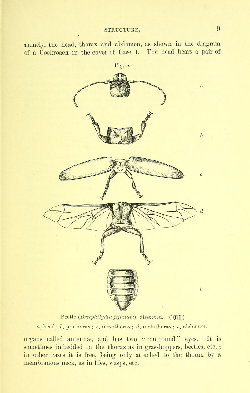 namely, the head, thorax and abdomen, as shown in the diagram of a Cockroach in the cover of Case 1. Tbe head bears a pair of Fig. 5. Beetle (Breephilydia jejunum), dissected. (1016.) a, head; b, prothorax; c, mesothorax; d, metathorax; e, abdomen. organs called antennae, and has two “ compound ” eyes. It is sometimes imbedded in the thorax as in grasshoppers, beetles, etc. ; in other cases it is free, being only attached to the thorax by a membranous neck, as in flies, wasps, etc.