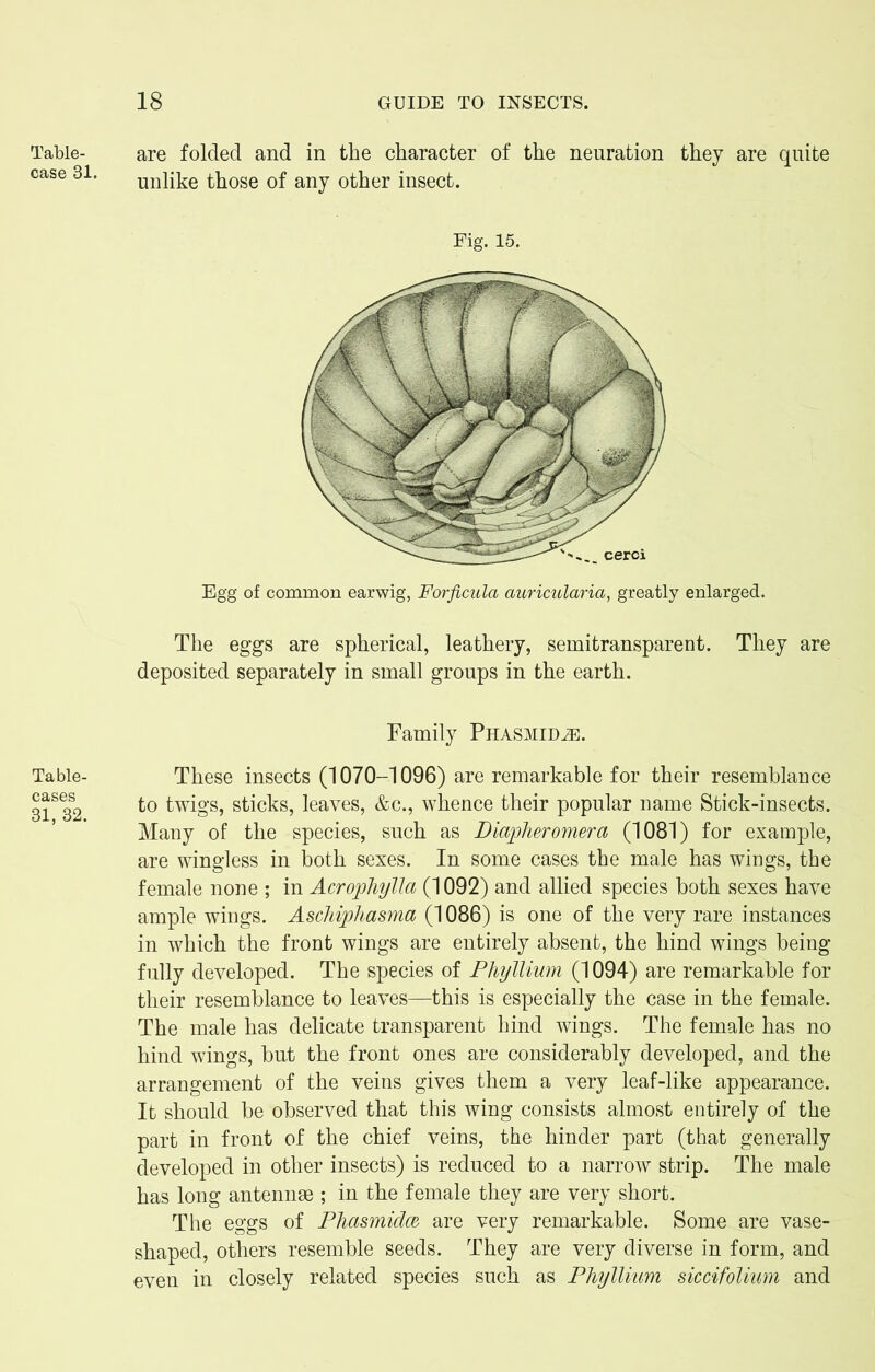 Table- case 31, Table- cases 31, 32. are folded and in the character of the neuration they are quite unlike those of any other insect. Fig. 15. Egg of common earwig, Forficula auricularia, greatly enlarged. The eggs are spherical, leathery, semitransparent. They are deposited separately in small groups in the earth. Family Phasmid^e. These insects (1070-1096) are remarkable for their resemblance to twigs, sticks, leaves, &c., whence their popular name Stick-insects. Many of the species, such as Diapheromera (1081) for example, are wingless in both sexes. In some cases the male has wings, the female none ; in Acrophylla (1092) and allied species both sexes have ample wings. Aschipliasma (1086) is one of the very rare instances in which the front wings are entirely absent, the hind wings being fully developed. The species of Phyllium (1094) are remarkable for their resemblance to leaves—this is especially the case in the female. The male has delicate transparent hind wings. The female has no hind wings, but the front ones are considerably developed, and the arrangement of the veins gives them a very leaf-like appearance. It should be observed that this wing consists almost entirely of the part in front of the chief veins, the hinder part (that generally developed in other insects) is reduced to a narrow strip. The male has long antennae ; in the female they are very short. The eggs of Phasmidce are very remarkable. Some are vase- shaped, others resemble seeds. They are very diverse in form, and even in closely related species such as Phyllium siccifolium and