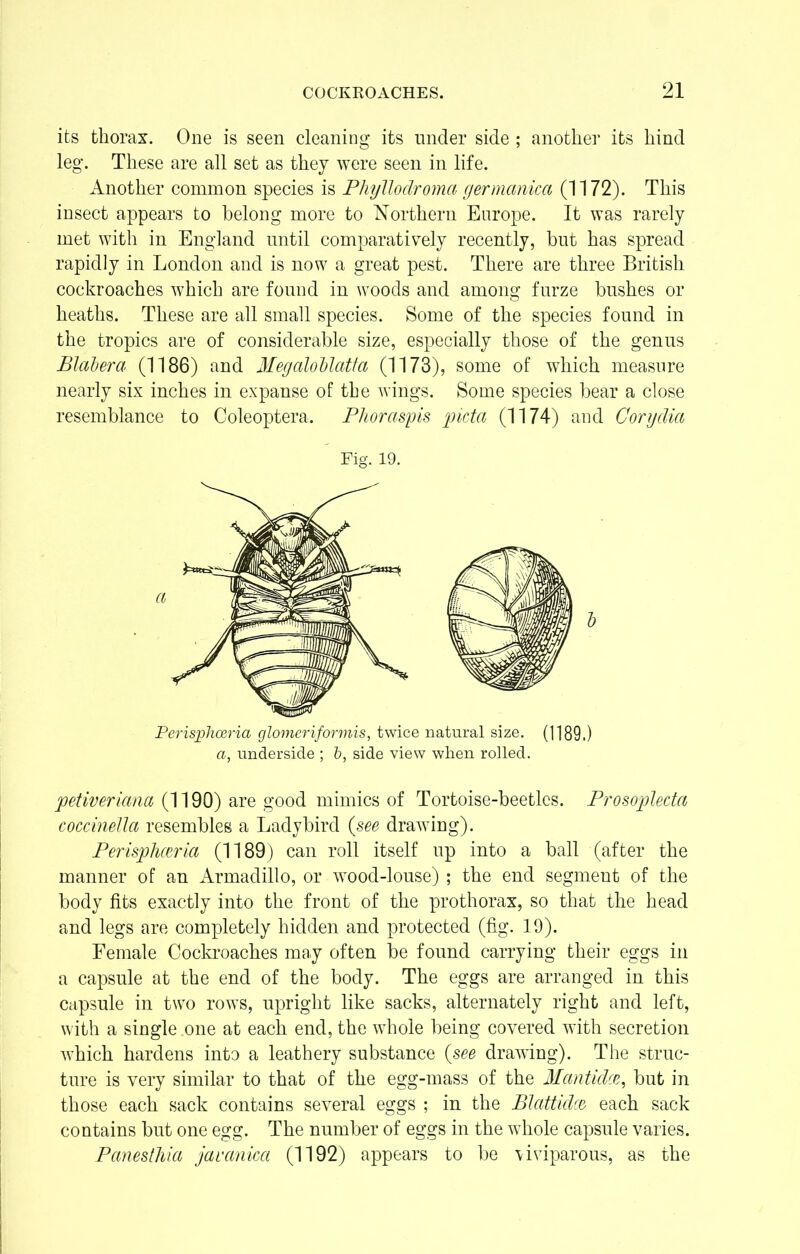 its thorax. One is seen cleaning its under side ; another its hind leg. These are all set as they were seen in life. Another common species is Phyllodromci germanica (1172). This insect appears to belong more to Northern Europe. It was rarely met with in England until comparatively recently, but has spread rapidly in London and is now a great pest. There are three British cockroaches which are found in woods and among furze bushes or heaths. These are all small species. Some of the species found in the tropics are of considerable size, especially those of the genus Blabera (1186) and Megaloblatta (1173), some of which measure nearly six inches in expanse of the wings. Some species bear a close resemblance to Coleoptera. Phoraspis picta (1174) and Gorydici Fig. 19. Perisphoeria glomeriformis, twice natural size. (1189.) a, underside ; b, side view when rolled. jvetiveriana (1190) are good mimics of Tortoise-beetles. Prosoplecta coccinella resembles a Ladybird {see drawing). Perisphceria (1189) can roll itself up into a ball (after the manner of an Armadillo, or wood-louse) ; the end segment of the body fits exactly into the front of the prothorax, so that the head and legs are completely hidden and protected (fig. 19). Female Cockroaches may often be found carrying their eggs in a capsule at the end of the body. The eggs are arranged in this capsule in two rows, upright like sacks, alternately right and left, with a single one at each end, the whole being covered with secretion which hardens into a leathery substance (see drawing). The struc- ture is very similar to that of the egg-mass of the Mantidce, but in those each sack contains several eggs ; in the Blattidce each sack contains but one egg. The number of eggs in the whole capsule varies. Panesthia jauanicci (1192) appears to be viviparous, as the