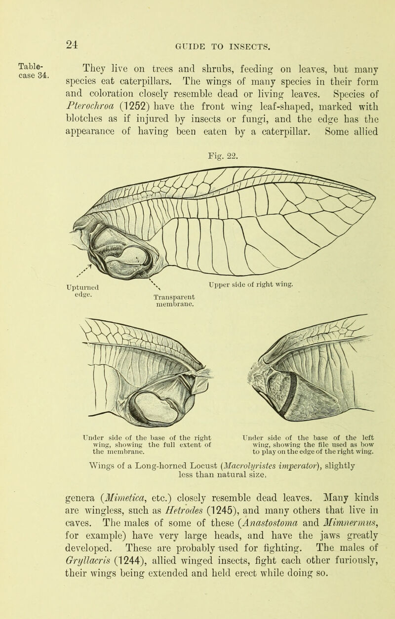 Table- case 34. They live on trees and shrubs, feeding on leaves, but many species eat caterpillars. The wings of many species in their form and coloration closely resemble dead or living leaves. Species of Pterochroa (1252) have the front wing leaf-shaped, marked with blotches as if injured by insects or fungi, and the edge has the appearance of having been eaten by a caterpillar. Some allied Upturned edge. Fig. 22. Upper Transparent membrane. side of right wing. Under side of the base of the right wing, showing the full extent of the membrane. Under side of the base of the left wing, showing the file used as bow to play on the edge of the right wing. Wings of a Long-horned Locust (Macrolyristes imperator), slightly less than natural size. genera (Mimetica, etc.) closely resemble dead leaves. Many kinds are wingless, such as Hetrodes (1245), and many others that live in caves. The males of some of these (.Anastostoma and Mimnermus, for example) have very large heads, and have the jaws greatly developed. These are probably-used for fighting. The males of Gryllacris (1244), allied winged insects, fight each other furiously, their wings being extended and held erect while doing so.