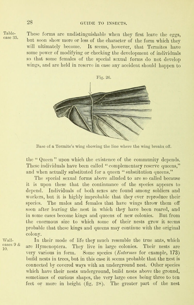Table- case 35. Wall- cases 9 & 10. These forms are ^distinguishable when they first leave the eggs, but soon show more or less of the character of the form which they will ultimately become. It seems, however, that Termites have some power of modifying or checking the development of individuals so that some females of the special sexual forms do not develop wings, and are held in reserve in case any accident should happen to Fig. 26. Base of a Termite’s wing showing the line where the wing breaks off. the “ Queen ” upon which the existence of the community depends. These individuals have been called “ complementary reserve queens,” and when actually substituted for a queen “ substitution queens.” The special sexual forms above alluded to are so called because it is upon these that the continuance of the species appears to depend. Individuals of both sexes are found among soldiers and workers, but it is highly improbable that they ever reproduce their species. The males and females that have wings throw them off soon after leaving the nest in which they have been reared, and in some cases become kings and queens of new colonies. But from the enormous size to which some of their nests grow it seems probable that these kings and queens may continue with the original colony. In their mode of life they much resemble the true ants, which are Hymenoptera. They live in large colonies. Their nests are very various in form. Some species (Eutermes for example, 173) build nests in trees, but in this case it seems probable that the nest is connected by covered ways with an underground nest. Other species which have their nests underground, build nests above the ground, sometimes of curious shapes, the very large ones being three to ten feet or more in height (fig. 28). The greater part of the nest