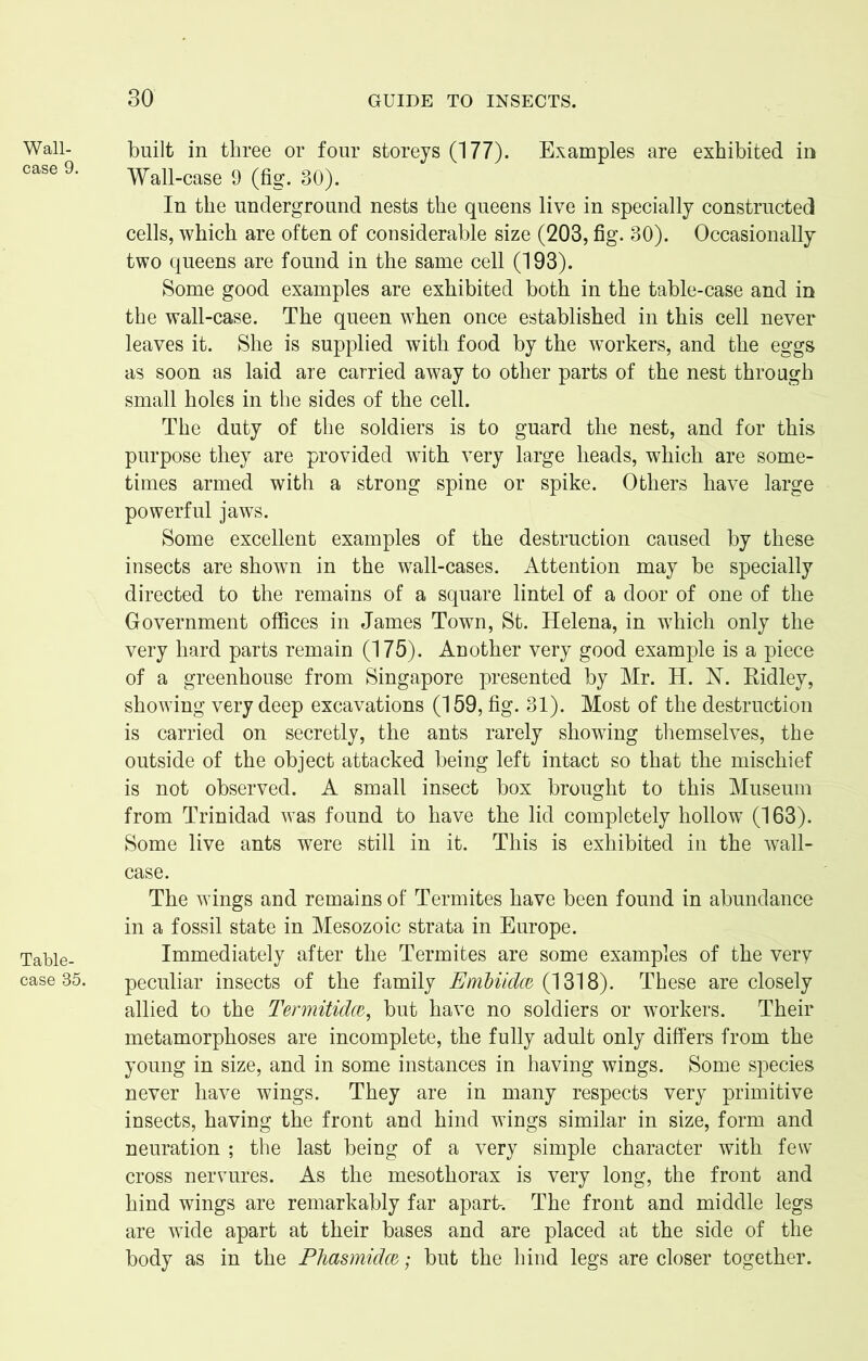 Wall- case 9. Table- case 85. built in three or four storeys (177). Examples are exhibited in Wall-case 9 (fig. 30). In the underground nests the queens live in specially constructed cells, which are often of considerable size (203, fig. 30). Occasionally two queens are found in the same cell (193). Some good examples are exhibited both in the table-case and in the wall-case. The queen when once established in this cell never leaves it. She is supplied with food by the workers, and the eggs as soon as laid are carried away to other parts of the nest through small holes in the sides of the cell. The duty of the soldiers is to guard the nest, and for this purpose they are provided with very large heads, which are some- times armed with a strong spine or spike. Others have large powerful jaws. Some excellent examples of the destruction caused by these insects are shown in the wall-cases. Attention may be specially directed to the remains of a square lintel of a door of one of the Government offices in James Town, St. Helena, in which only the very hard parts remain (175). Another very good example is a piece of a greenhouse from Singapore presented by Mr. H. N. Ridley, showing very deep excavations (159, fig. 31). Most of the destruction is carried on secretly, the ants rarely showing themselves, the outside of the object attacked being left intact so that the mischief is not observed. A small insect box brought to this Museum from Trinidad was found to have the lid completely hollow (163). Some live ants were still in it. This is exhibited in the wall- case. The wings and remains of Termites have been found in abundance in a fossil state in Mesozoic strata in Europe. Immediately after the Termites are some examples of the very peculiar insects of the family Embiidce, (1318). These are closely allied to the Termitidw, but have no soldiers or workers. Their metamorphoses are incomplete, the fully adult only differs from the young in size, and in some instances in having wings. Some species never have wings. They are in many respects very primitive insects, having the front and hind wings similar in size, form and neuration ; the last being of a very simple character with few- cross nervures. As the mesothorax is very long, the front and hind wings are remarkably far apart-. The front and middle legs are wide apart at their bases and are placed at the side of the body as in the Phasmidce,; but the hind legs are closer together.