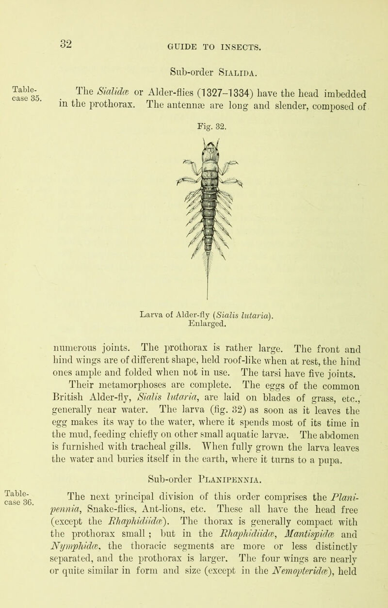 Table- case 35. Table- case 36. Sub-order Sialida. The Sialidce or Alder-flies (1327-1334) have the head imbedded in the prothorax. The antennae are long and slender, composed of Fig. 32. Larva of Alder-fly (Sialis lutaria). Enlarged. numerous joints. The prothorax is rather large. The front and hind wings are of different shape, held roof-like when at rest, the hind ones ample and folded when not in use. The tarsi have five joints. Their metamorphoses are complete. The eggs of the common British Alder-fly, Sialis lutaria, are laid on blades of grass, etc.,' generally near water. The larva (fig. 32) as soon as it leaves the egg makes its way to the water, where it spends most of its time in the mud, feeding chiefly on other small aquatic larvae. The abdomen is furnished with tracheal gills. When fully grown the larva leaves the water and buries itself in the earth, where it turns to a pnpa. Sub-order Planipennia. The next principal division of this order comprises the Plani- pennia, Snake-flies, Ant-lions, etc. These all have the head free (except the Bhaphidiidce). The thorax is generally compact with the prothorax small ; but in the Rhaphidiidce, Mantispidce and Nymphidce, the thoracic segments are more or less distinctly separated, and the prothorax is larger. The four wings are nearly or quite similar in form and size (except in the Nemopteridce), held