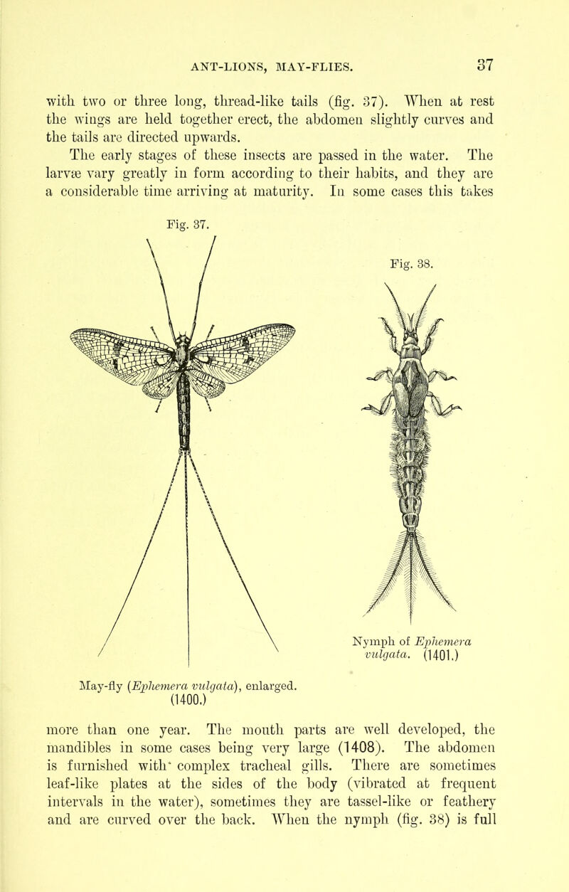 ANT-LIONS, MAY-FLIES. with two or three long, thread-like tails (fig. 37). When at rest the wings are held together erect, the abdomen slightly curves and the tails are directed upwards. The early stages of these insects are passed in the water. The larvae vary greatly in form according to their habits, and they are a considerable time arriving at maturity. In some cases this takes Fig. 87. (1400.) Fig. 88. Nymph of Ephemera vulgata. (1401.) more than one year. The mouth parts are well developed, the mandibles in some cases being very large (1408). The abdomen is furnished with complex tracheal gills. There are sometimes leaf-like plates at the sides of the body (vibrated at frequent intervals in the water), sometimes they are tassel-like or feathery and are curved over the back. When the nymph (fig. 38) is full