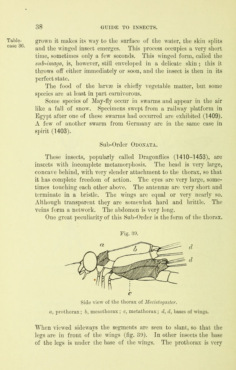 Table- case 36. grown it makes its way to the surface of the water, the skin splits and the winged insect emerges. This process occupies a very short time, sometimes only a few seconds. This winged form, called the sub-imago, is, however, still enveloped in a delicate skin ; this it throws off either immediately or soon, and the insect is then in its perfect state. The food of the larvae is chiefly vegetable matter, but some species are at least in part carnivorous. Some species of May-fly occur in swarms and appear in the air like a fall of snow. Specimens swept from a railway platform in Egypt after one of these swarms had occurred are exhibited (1409). A few of another swarm from Germany are in the same case in spirit (1403). Sub-Order Odonata. These insects, popularly called Dragonflies (1410-1453), are insects with incomplete metamorphosis. The head is very large, concave behind, with very slender attachment to the thorax, so that it has complete freedom of action. The eyes are very large, some- times touching each other above. The antennae are very short and terminate in a bristle. The wings are equal or very nearly so. Although transparent they are somewhat hard and brittle. The veins form a network. The abdomen is very long. One great peculiarity of this Sub-Order is the form of the thorax. d d c Side view of the thorax of Mecistogaster, a, prothorax; b, mesothorax ; c, metathorax; d, d, bases of wings. Fig. 39. When viewed sideways the segments are seen to slant, so that the legs are in front of the wings (fig. 39). In other insects the base of the legs is under the base of the wings. The prothorax is very