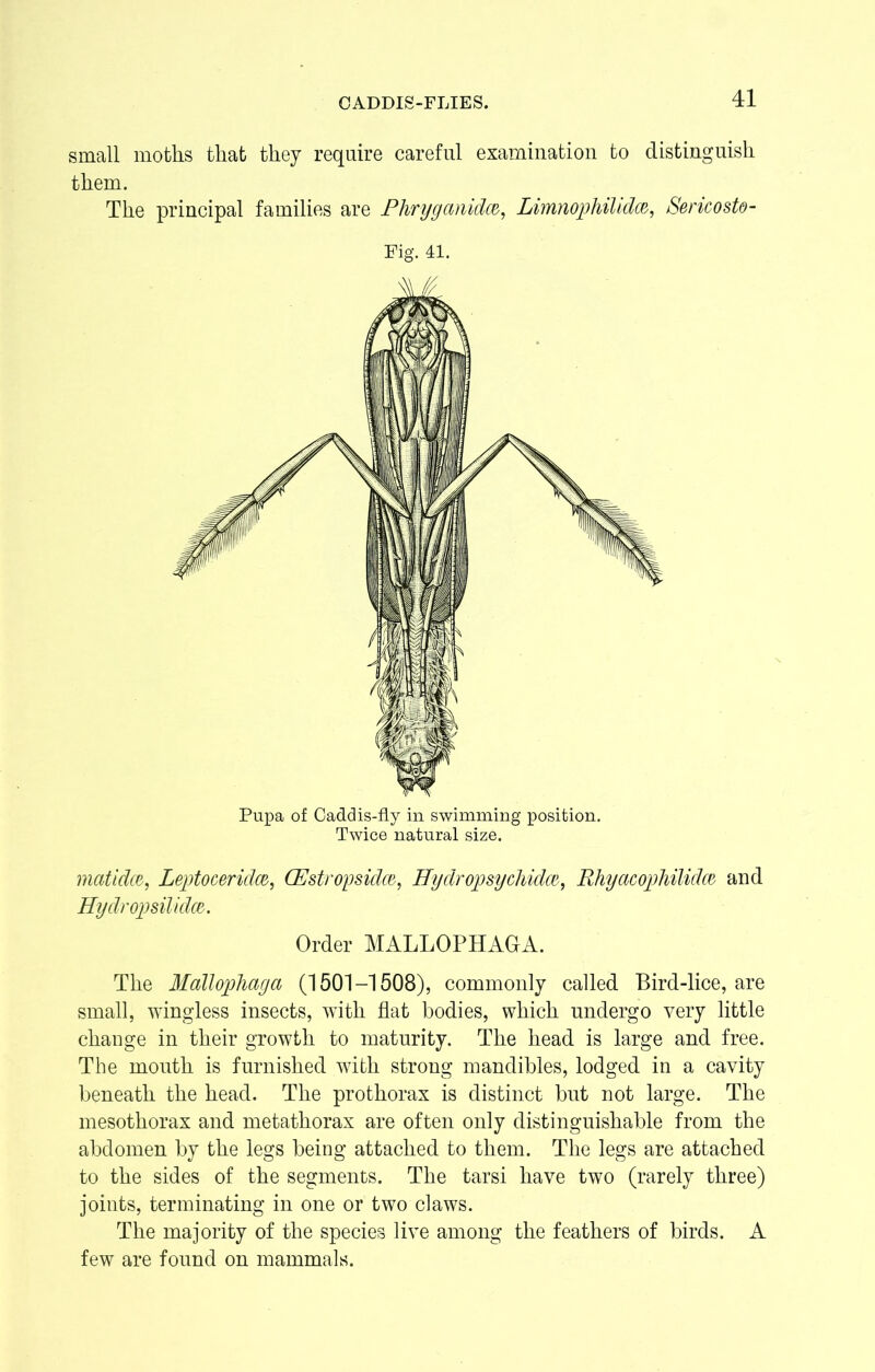 CADDIS-FLIES. small moths that they require careful examination to distinguish them. The principal families are Phryganidct>, Limnophilidm, Sericosto- Fig. 41. Pupa of Caddis-fly in swimming position. Twice natural size. matidce, Leptoceridm, CEstropsidce, Hydropsychidw, Rhyacophilidm and Hydropsilidw. Order MALLOPHAGA. The Mallophaga (1501-1508), commonly called Bird-lice, are small, wingless insects, with fiat bodies, which undergo very little change in their growth to maturity. The head is large and free. The mouth is furnished with strong mandibles, lodged in a cavity beneath the head. The prothorax is distinct but not large. The mesothorax and metathorax are often only distinguishable from the abdomen by the legs being attached to them. The legs are attached to the sides of the segments. The tarsi have two (rarely three) joints, terminating in one or two claws. The majority of the species live among the feathers of birds. A few are found on mammals.