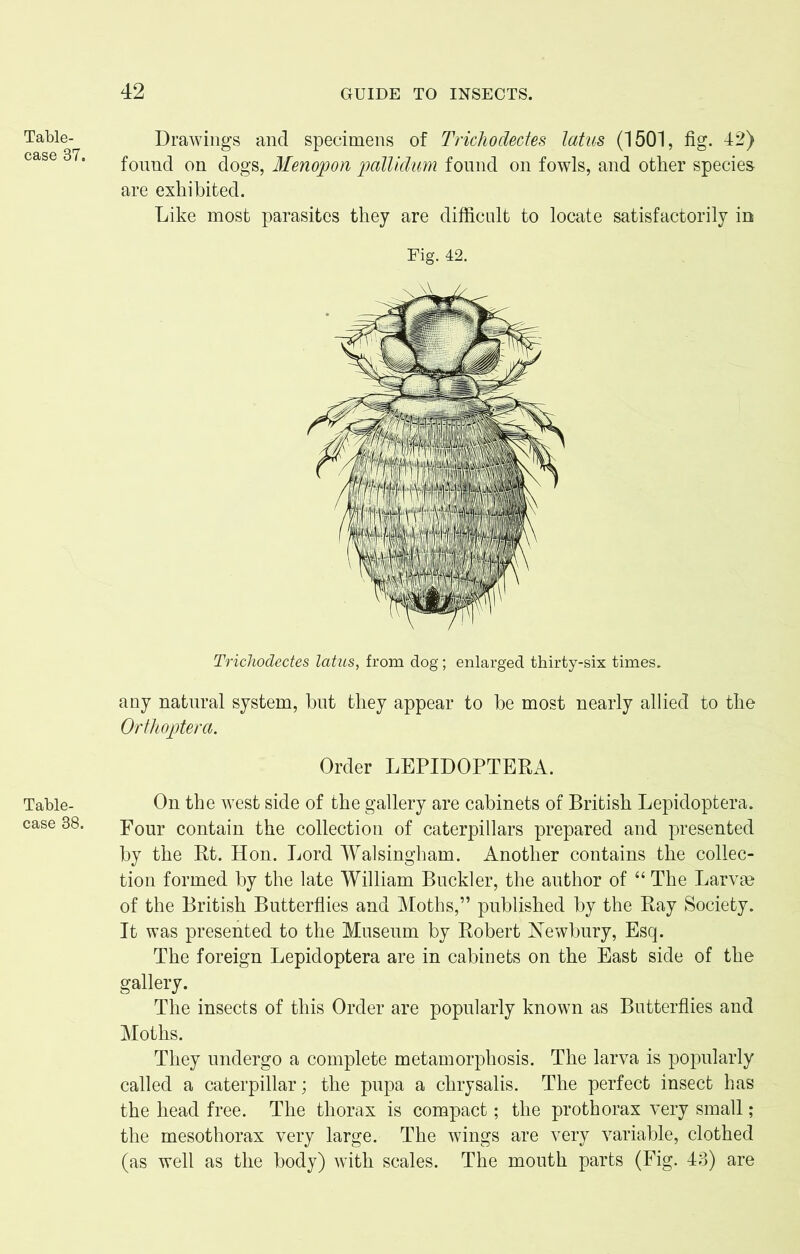 Table- case 37. Table- case 38. Drawings and specimens of Trichodedes latus (1501, fig. 42) found on dogs, Menopon pallidum found on fowls, and other species are exhibited. Like most parasites they are difficult to locate satisfactorily in Fig. 42. Trichodedes latus, from dog; enlarged thirty-six times. any natural system, but they appear to he most nearly allied to the Orthoptera. Order LEPIDOPTERA. On the west side of the gallery are cabinets of British Lepidoptera. Four contain the collection of caterpillars prepared and presented by the Rt. Hon. Lord Walsingham. Another contains the collec- tion formed by the late William Buckler, the author of “ The Larvae of the British Butterflies and Moths,” published by the Ray Society. It was presented to the Museum by Robert Newbury, Esq. The foreign Lepidoptera are in cabinets on the East side of the gallery. The insects of this Order are popularly known as Butterflies and Moths. They undergo a complete metamorphosis. The larva is popularly called a caterpillar; the pupa a chrysalis. The perfect insect has the head free. The thorax is compact; the prothorax very small; the mesothorax very large. The wings are very variable, clothed (as well as the body) with scales. The mouth parts (Fig. 43) are