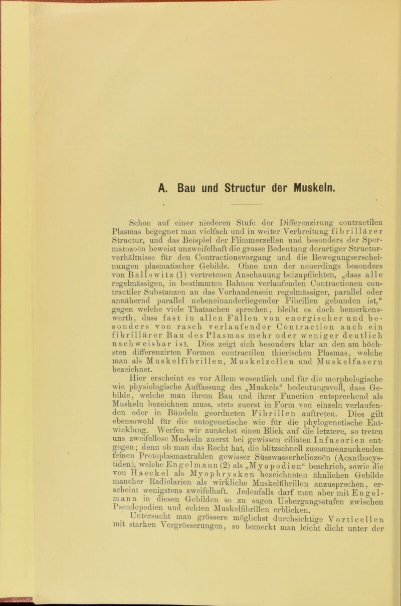 A. Bau und Structur der Muskeln. Schon auf einer niederen Stufe der Differenzirung contractilen Plasmas begegnet man vielfach und in weiter Verbreitung fibrillärer Structur, und das Beispiel der Flimmerzellen und besonders der Sper- matozoen beweist unzweifelhaft die grosse Bedeutung derartiger Structur- verhältnisse für den Contractionsvorgang und die Bewegungserschei- nungen plasmatischer Gebilde. Ohne nun der neuerdings besonders von Ballowitz (1) vertretenen Anschauung beizupflichten, „dass alle regelmässigen, in bestimmten Bahnen verlaufenden Contractionen con- tractiler Substanzen an das Vorhandensein regelmässiger, parallel oder annähernd ])arallel nebeneinanderliegender Fibrillen gebunden ist,“ gegen welche viele Thatsachen sprechen, bleibt es doch bemerkens- werth, dass fast in allen Fällen von energischer und be- sonders von rasch verlaufender C o n t r a c t i o n auch ein fibrillärer Bau d e s P1 a s m a s mehr oder weniger deutlich nachweisbar ist. Dies zeigt sich besonders klar an den am höch- sten dififerenzirten Formen contractilen thierischen Plasmas, welche man als M u s k e 1 fi b r i 11 e n, M u s k e 1 z e 11 e n und Muskelfasern bezeichnet. Hier erscheint es vor Allem wesentlich und für die morphologische wie physiologische Auffassung des „Muskels“ bedeutungsvoll, dass Ge- bilde, welche man ihrem Bau und ihrer Function entsprechend als Muskeln bezeichnen muss, stets zuerst in Form von einzeln verlaufen- den oder in Bündeln geordneten Fibrillen auftreten. Dies gilt ebensowohl für die ontogenetische wie für die phylogenetische Ent- wicklung. Werfen wir zunächst einen Blick auf die letztere, so treten uns zweifellose Musk-eln zuerst bei gewissen ciliaten Infusorien ent- gegen; denn ob man das Recht hat, die blitzschnell zusammenzuckenden feinen Protoplasmastrahlen gewisser Süsswasserheliozoen (Acanthocys- tiden), welche Engel mann (2) als „Myopodien“ beschrieb, sowie die von Haeckel als Myophrysken bezeichneten ähnlichen Gebilde mancher Radiolarien als wirkliche Muskelfibrillen anzusprechen, er- scheint wenigstens zweifelhaft. Jedenfalls darf man aber mit Engel- mann in diesen Gebilden so zu sagen Uebergangsstufen zwischen 1 seudopodien und echten Muskelfibrillen erblicken. Untersucht man grössere möglichst durchsichtige Vorticellen ini stai ien eigiösseiungen, so bemerkt man leicht dicht unter der