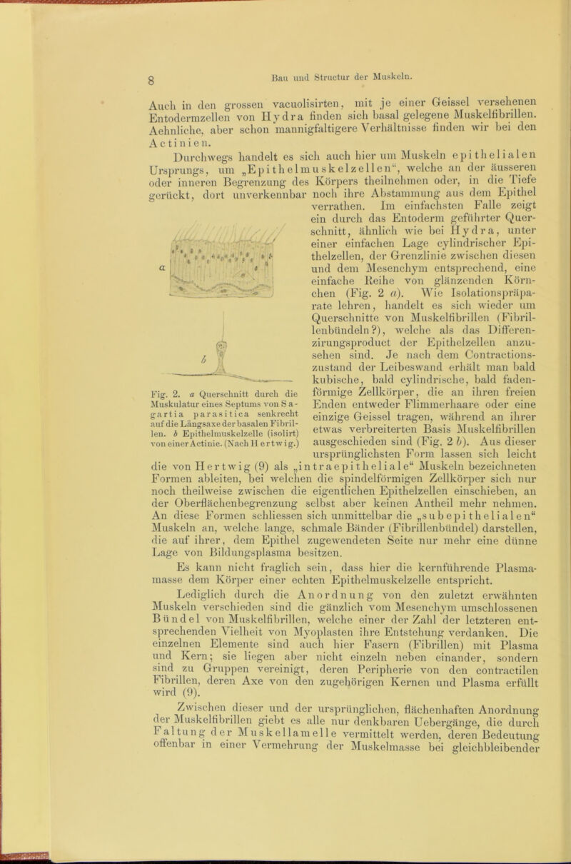 gerückt, dort unverkennbar f «. * > * . i Auch in den grossen vacuolisirten, mit je einer Geissei versehenen Entodermzellen von Hydra finden sich basal gelegene Muskelfibrillen. Aehnliche, aber schon mannigfaltigere Verhältnisse finden wir bei den A c t i n i e n. Uurchwegs handelt es sich auch hier um Muskeln epithelialen Ursprungs; um „Epi th e 1 mu skelze 11 en‘‘, welche an der äusseren oder inneren Begrenzung des Körpers theilnehmen oder, in die^ liefe noch ihre Abstammung aus dem Epithel verrathen. Im einfachsten Falle zeigt ein durch das Entoderm geführter Quer- schnitt , ähnlich wie bei Hydra, unter einer einfachen Lage cylindrischer Epi- thelzellen, der Grenzlinie zwischen diesen und dem Mesenchym entsprechend, eine einfache Reihe von glänzenden Körn- chen (Fig. 2 a). Wie Isolationspräpa- rate lehren, handelt es sich wieder um Querschnitte von Muskelfibrillen (Fibril- lenbündeln?), Avelche als das Differen- zirungsproduct der Epithelzellen anzu- sehen sind. Je nach dem Contractions- zustand der Leibeswand erhält man bald kubische, bald cylindrische, bald faden- förmige Zellkörper, die an ihren freien Enden entweder Flimmerhaare oder eine einzige Geissei tragen, während an ihrer etwas verbreiterten Basis Muskelfibrillen ausgeschieden sind (Fig. 2 h). Aus dieser ursprünglichsten Form lassen sich leicht (9) als „intraepitheliale“ Muskeln bezeichneten Formen ableiten, bei Avelchen die spindelförmigen Zellkörper sich nur noch theilweise zwischen die eigentlichen Epithelzellen einschieben, an der Oberflächenbegrenzung selbst aber keinen Antheil mehr nehmen. An diese Formen schliessen sich unmittelbar die „subepi thelialen“ Muskeln an, Avelche lange, schmale Bänder (Fibrillenbündel) darstellen, die auf ihrer, dem Epithel zugeAvendeten Seite nur mehr eine dünne Lage von Bildungsplasma besitzen. Es kann nicht fraglich sein, dass hier die kernführende Plasma- masse dem Kör])er einer echten Epithelmuskelzelle entspricht. Lediglich durch die Anordnung Amn dcn zuletzt erAvähnten Muskeln verschieden sind die gänzlich Amm Mesenchym umschlossenen Bündel A'on Muskelfibrillen, AA^elche einer der Zahl der letzteren ent- sprechenden Vielheit von Myoplasten ihre Entstehung verdanken. Die einzelnen Elemente sind auch hier Fasern (Fibrillen) mit Plasma und Kern; sie liegen aber nicht einzeln neben einander, sondern sind zu Gruppen vereinigt, deren Peripherie von den contractilen Fibrillen, deren Axe von den zugehörigen Kernen und Plasma erfüllt Avird (9). Zwischen dieser und der ursprünglichen, flächenhaften Anordnung der Muskelfibrillen giebt es alle nur denkbaren Uebergänge, die durch Faltung der Muskellamelle A’-ermittelt Averden, deren Bedeutung offenbar in einer Vermehrung der Muskelmasse bei gleichbleibender \ Fig. 2. a Querschnitt durch die Muskulatur eines Septums von S a- gartia parasitica senkrecht auf die Längsaxe der basalen Fibril- len. b Epithelniuskelzelle (isolirt) von einer Actinie. (Nach H ertwig.) die A’on H er tAvig