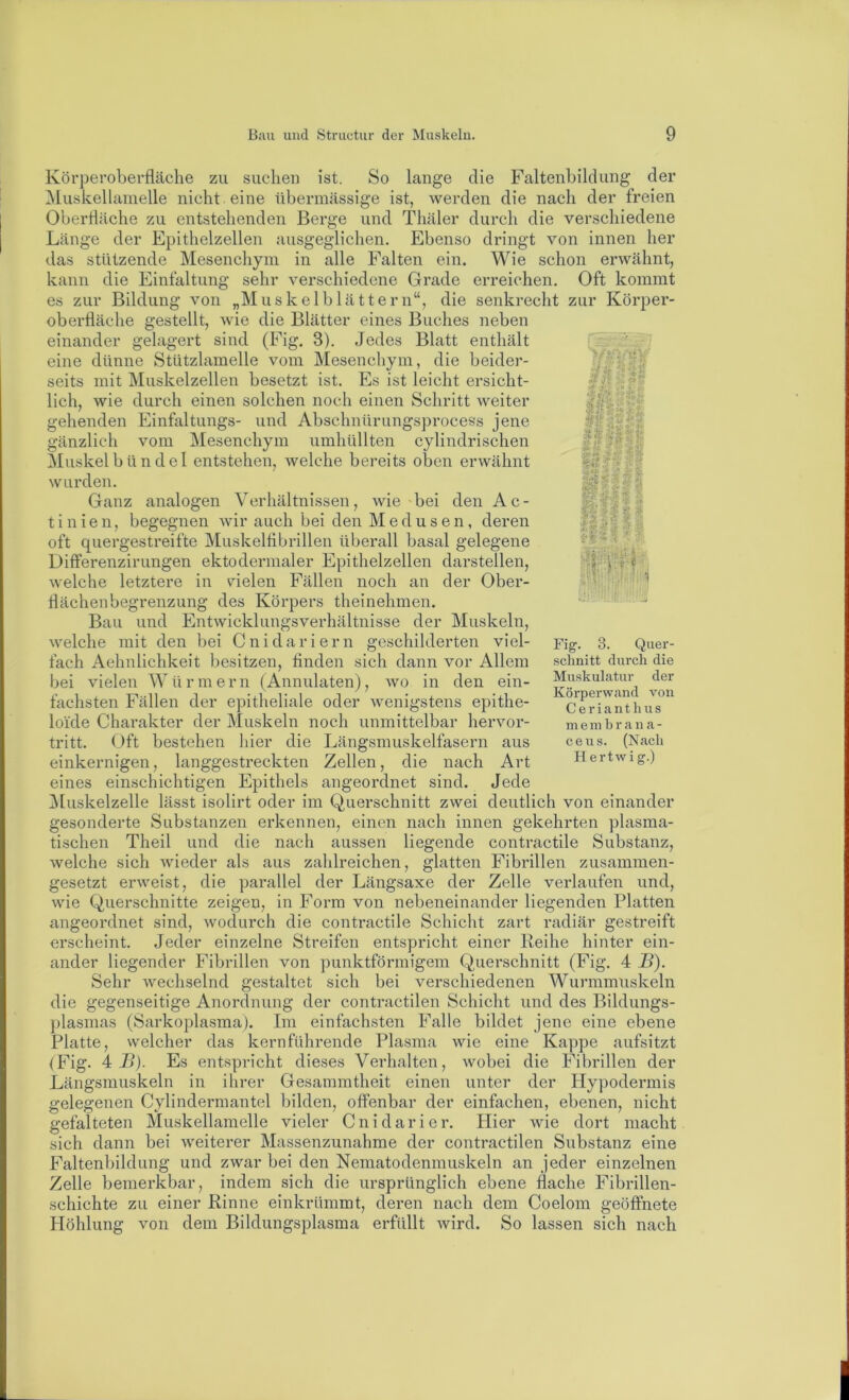 Körpei’obei’fläche zu suclien ist, Muskellamelle nicht eine Oberfläche zu entstehenden Länge der Epithelzellen das stützende Mesenchym kann übermässige Berge ausgeglichen, in So lange die Faltenbildung der ist, Averden die nach der freien und Thäler durch die verschiedene Ebenso dringt von innen her Falten ein. Wie schon erwähnt, Oft kommt alle Falten ein. Wie die Einfaltung sehr verschiedene Grade erreichen, es zur Bildung von „Muskelblättern“, die senkrecht zur Körper- oberfläche gestellt, wie die Blätter eines Buches neben einander gelagert sind (Fig. 3). Jedes Blatt enthält eine dünne Stützlamelle vom Mesenchym, die beider- seits mit Muskelzellen besetzt ist. Es ist leicht ersicht- lich, wie durch einen solchen noch einen Schritt weiter gehenden Einfaltungs- und Abschnürungsprocess jene gänzlich vom Mesenchym umhüllten cylindrischen Muskelbündel entstehen, Avelche bereits oben eiuvahnt wurden. Ganz analogen Verhältnissen, wie bei den Ac- jr. 9 ’ii- .*4- 'r ^ mm t i n i e n, begegnen wir auch bei den Medusen, deren oft quergestreifte Muskelflbrillen überall basal gelegene Differenzirungen ektodermaler Epithelzellen darstellen, welche letztere in vielen Fällen noch an der Ober- 111< >. ^ ? 'f flächenbegrenzung des Körpers theinehmen. Fig. 3. Quer- .sclinitt durch die Muskulatur der Körperwand von Cerianthus meinhrana- ceus. (Nach Ilertwig.) Bau und Entwicklungsverhältnisse der Muskeln, welche mit den bei Cnidariern geschilderten viel- fach Aehnlichkeit besitzen, Anden sich dann vor Allem bei vielen Würmern (Annulaten), avo in den ein- fachsten Fällen der epitheliale oder AA^enigstens epithe- loide Charakter der Muskeln noch unmittelbar hei’Amr- tritt. (Jft bestehen hier die Längsmuskelfasern aus einkernigen, langgestreckten Zellen, die nach Art eines einschichtigen Epithels angeordnet sind. Jede IMuskelzelle lässt isolirt oder im Querschnitt zAvei deutlich von einander gesonderte Substanzen erkennen, einen nach innen gekehrten plasma- tischen Theil und die nach aussen liegende contractile Substanz, Avelche sich Avieder als aus zahlreichen, glatten Fibrillen zusammen- gesetzt ei’Aveist, die parallel der Längsaxe der Zelle verlaufen und, Avie Querschnitte zeigen, in Form von nebeneinander liegenden Platten angeordnet sind, Avodurch die contractile Schicht zart radiär gestreift erscheint. Jeder einzelne Streifen entspricht einer Reihe hinter ein- ander liegender Fibrillen von punktförmigem Querschnitt (Fig. 4 J?). Sehr Avechselnd gestaltet sich bei verschiedenen Wurmmuskeln die gegenseitige Anordnung der contractilen Schicht und des Bildungs- plasmas (Sarkoplasma). Im einfachsten Falle bildet jene eine ebene Platte, welcher das kernführende Plasma wie eine Kappe aufsitzt (Fig. 4 Ij). Es entspricht dieses Verhalten, Avobei die Fibrillen der Längsmuskeln in ihrer Gesammtheit einen gelegenen Cylindermantel bilden, offenbar der gefalteten Muskellamelle vieler Cnidarier. sich dann bei Aveiterer Massenzunahme der contractilen Substanz eine Faltenbildung und zwar bei den Nematodenmuskeln an jeder einzelnen Zelle bemerkbar, indem sich die ursprünglich ebene flache Fibrillen- schichte zu einer Rinne einkrümmt, deren nach dem Coelom geöffnete Höhlung von dem Bildungsplasma erfüllt Avird. So lassen sich nach unter der Hypodermis einfachen, ebenen, nicht Hier wie dort macht
