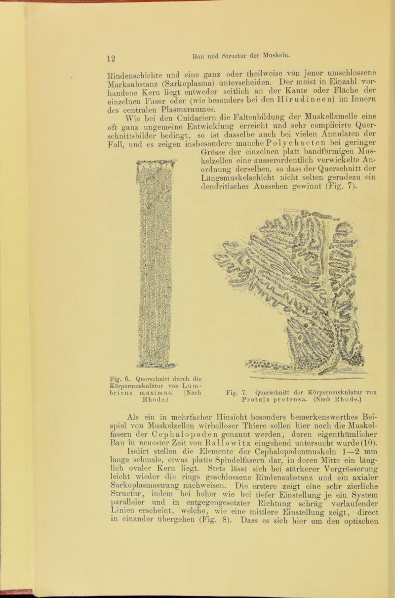 Rindenscliiclite und eine ganz oder theihveise von jener umschlossene INIarksubstanz (Sarkoplasma) unterscheiden. Der meist in Einzahl vor- handene Kern liegt entweder seitlich an der Kante oder Fläche der einzelnen Faser oder (wie besonders bei den Hirudineen) im Innern des centralen Plasmaraumes. Wie bei den Cnidariern die Faltenbildung der Muskellamelle eine oft ganz ungemeine Entwicklung erreicht und sehr complicirte Quer- schnittsbilder bedingt j so ist dasselbe auch bei vielen Annulaten dei Fall, und es zeigen insbesondere manche Poly chaeten bei geringer Grösse der einzelnen platt bandförmigen Mus- kelzellen eine ausserordentlich verwickelte An- ordnung derselben, so dass der Querschnitt der Längsmuskelschicht nicht selten geradezu ein dendritisches Aussehen gewinnt (Fig. 7). Fig. 6. Querschnitt durch die — - Körpennuskulatur von L u in - bricus maxinius. (Nach Fig. 7. Querschnitt der Körperuiuskulatur von Rhode.) Protula protensa. (Nach Rhode.) Als ein in mehrfacher Hinsicht besonders bemerkenswerthes Bei- spiel von Muskelzellen wirbelloser Thiere sollen hier noch die Muskel- fasern der Cephalopoden genannt werden, deren eigenthümlicher Bau in neuester Zeit von Ballowitz eingehend untersucht wurde(10). Isolirt stellen die Elemente der Cephalopodenmuskeln 1—2 mm lange schmale, etwas platte Spindelfasern dar, in deren Mitte ein läng- lich ovaler Kern liegt. Stets lässt sich bei stärkerer Vergrösserung leicht wieder die rings geschlossene Rindensubstanz und ein axialer Sarkoplasmastrang nachweisen. Die erstere zeigt eine sehr zierliche Structur, indem bei hoher wie bei tiefer Einstellung je ein System ])aralleler und in entgegengesetzter Richtung schräg verlaufender Linien erscheint, welche, wie eine mittlere Einstellung zeigt, direct in einander übergehen (Fig. 8). Dass es sich hier um den optischen