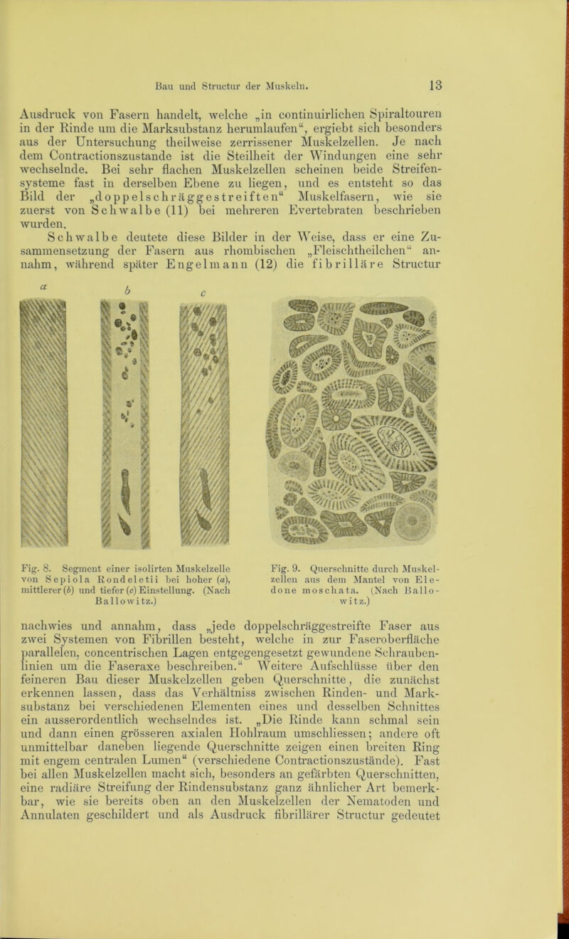 Ausdruck von Fasern handelt, welche „in continuirlichen Spiraltouren in der Rinde um die Marksubstanz herumlaufen“, ergiebt sich besonders aus der Untersuchung theilweise zerrissener Muskelzellen. Je nach dem Contractionszustande ist die Steilheit der Windungen eine sehr wechselnde. Bei sehr flachen Muskelzellen scheinen beide Streifen- systeme fast in derselben Ebene zu liegen, und es entsteht so das Bild der „doppelschräggestreiften“ Muskelfasern, wie sie zuerst von Schwalbe (11) bei mehreren Evertebraten beschrieben wurden. Schwalbe deutete diese Bilder in der Weise, dass er eine Zu- sammensetzung der Fasern aus rhombischen „Fleischtheilchen“ an- nahm, während später Engelmann (12) die fibrilläre Structur Fig. 8. Segment einer isolirten Muskelzelle von Sepiola Rondeletii bei hoher («), mittlerer (Ä) und tiefer (c) Einstellung. (Nach Ballowitz.) Fig. 9. Querschnitte durch Muskel- zellen aus dem Mantel von Ele- done mosch ata. (Nach Ballo- \v i t z.) nachwies und annahm, dass „jede doppelschräggestreifte Faser aus zwei Systemen von Fibrillen besteht, welche in zur Faseroberfläche parallelen, concentrischen Lagen entgegengesetzt gewundene Schrauben- linien um die Faseraxe beschreiben.“ Weitere Aufschlüsse über den feineren Bau dieser Muskelzellen geben Querschnitte, die zunächst erkennen lassen, dass das Verhältniss zwischen Rinden- und Mark- substanz bei verschiedenen Elementen eines und desselben Schnittes ein ausserordentlich wechselndes ist. „Die Rinde kann schmal sein und dann einen grösseren axialen Hohlraum uraschliessen; andere oft unmittelbar daneben liegende Querschnitte zeigen einen breiten Ring mit engem centralen Lumen“ (verschiedene Contractionszustande). Fast bei allen Muskelzellen macht sich, besonders an gefärbten Querschnitten, eine radiäre Streifung der Rindensubstanz ganz ähnlicher Art bemerk- bar, wie sie bereits oben an den Muskelzellen der Nematoden und Annulaten geschildert und als Ausdruck fibrillärer Structur gedeutet