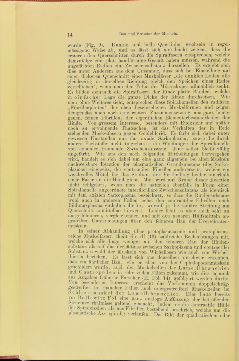 wurde (Fig. 9). Dunkle und helle Querlinien wechseln in regel- massigster Weise ab, und es lässt sich nun leicht zeigen, dass die ersteren den Querschnitten durch die Spiralfasern entsprechen, welche demzufolge eine platt bandförmige Gestalt haben müssen, während die ungefärbten Radien eine Zwiscliensubstanz darstellen. Es ergiebt sich dies unter Anderem aus dem Umstande, dass sich bei Einstellung auf einen dickeren Querschnitt einer Muskelfaser „die dunklen Linien alle gleichzeitig in derselben Richtung gleich den S])eichen eines Rades verschieben“, wenn man den Tubus des Mikroskopes allmählich senkt. Es bilden demnach die Spiralfasern der Rinde platte Bänder, welche in einfacher Lage die ganze Dicke der Rinde durchsetzen. Wie man ohne ^^eiteres sieht, entsprechen diese Spirallamellen den radiären „Fibrillenplatten“ der oben beschriebenen Muskelformen und zeigen demgemäss auch noch eine weitere Zusammensetzung aus ganz homo- genen, feinen Fibrillen, den eigentlichen Elementarbestandtheilen der Rinde. Von grossem Interesse, besonders mit Rücksicht auf später noch zu erwähnende Thatsachen, ist das Verhalten der in Rede stehenden Muskelfasern gegen Goldchlorid. Es färbt sich dabei unter gewissen Umständen nur das axiale Sarkoplasma, sowie die durch andere Farbstoffe nicht tingirbare, die W^indungen der Spirallamelle von einander trennende Zwischensubstanz. Jene selbst bleibt völlig ungefärbt. Wie aus den noch folgenden Mittheilungen hervorgehen wird, handelt es sich dabei um eine ganz allgemein bei allen Muskeln nachweisbare Reaction der plasmatischen Grundsubstanz (des Sarko- plasmas) einerseits, der contractilen Fibrillen andererseits, Avelche ein werthvolles Mittel für das Studium der Vertheilung beider innerhalb einer Faser an die Hand giebt. Man wird auf Grund dieser Reaction nicht fehlgehen, wenn man die natürlich ebenfalls in Form einer Spirallamelle angeordnete interfibrilläre Zwischensubstanz als identisch mit dem axialen Sarkoplasma bezeichnet, so dass die Rindensubstanz wohl auch in anderen Fällen nebst den contractilen Fibrillen noch Bildungsplasma enthalten dürfte, worauf ja die radiäre Streifung am Querschnitt unmittelbar hinweist. Leider fehlt es aber noch sehr an ausgedehnteren, vergleichenden und mit den neueren Hülfsmitteln an- gestellten Untersuchungen über den feineren Bau der Evertebraten- muskeln. In seiner Abhandlung über protoplasmaarme und protoplasma- reiche Muskelfasern theilt Knoll (13) zahlreiche Beobachtungen mit, welche sich allerdings weniger auf den feineren Bau der Rinden- substanz als auf das Verhältniss zwischen Sarkoplasma und contractiler Substanz sowohl der Muskeln von Wirbellosen wie auch von Wirbel- thieren beziehen. Es lässt sich aus denselben unschwer erkennen, dass ein ähnlicher Bau, wie er eben von den Cephalopodenmuskeln geschildert wurde, auch den Muskelzellen der Lam el 1 i br an ch i er und Gastropöden in sehr vielen Fällen zukommt, wie dies ja auch aus Angaben früherer I orscher (H. Fol. 14) gefolgert werden durfte. ^ on besonderem Interesse erscheint das Vorkommen doppelschräg- gestreifter (in manchen Fällen auch quergestreifter) Muskelzellen im Sch 11 essmuske 1 der Lamellibranchier. Hier hatte bereits vor Ball0Witz Fol eine ganz analoge Auffassung der betreffenden fetructurverhcältnisse geltend gemacht, indem er die contractile Hülle der fepindelzellen als aus Fibrillen bestehend beschrieb, welche um die plasmatische Axe spiralig verlaufen. Das Bild der quadratischen oder