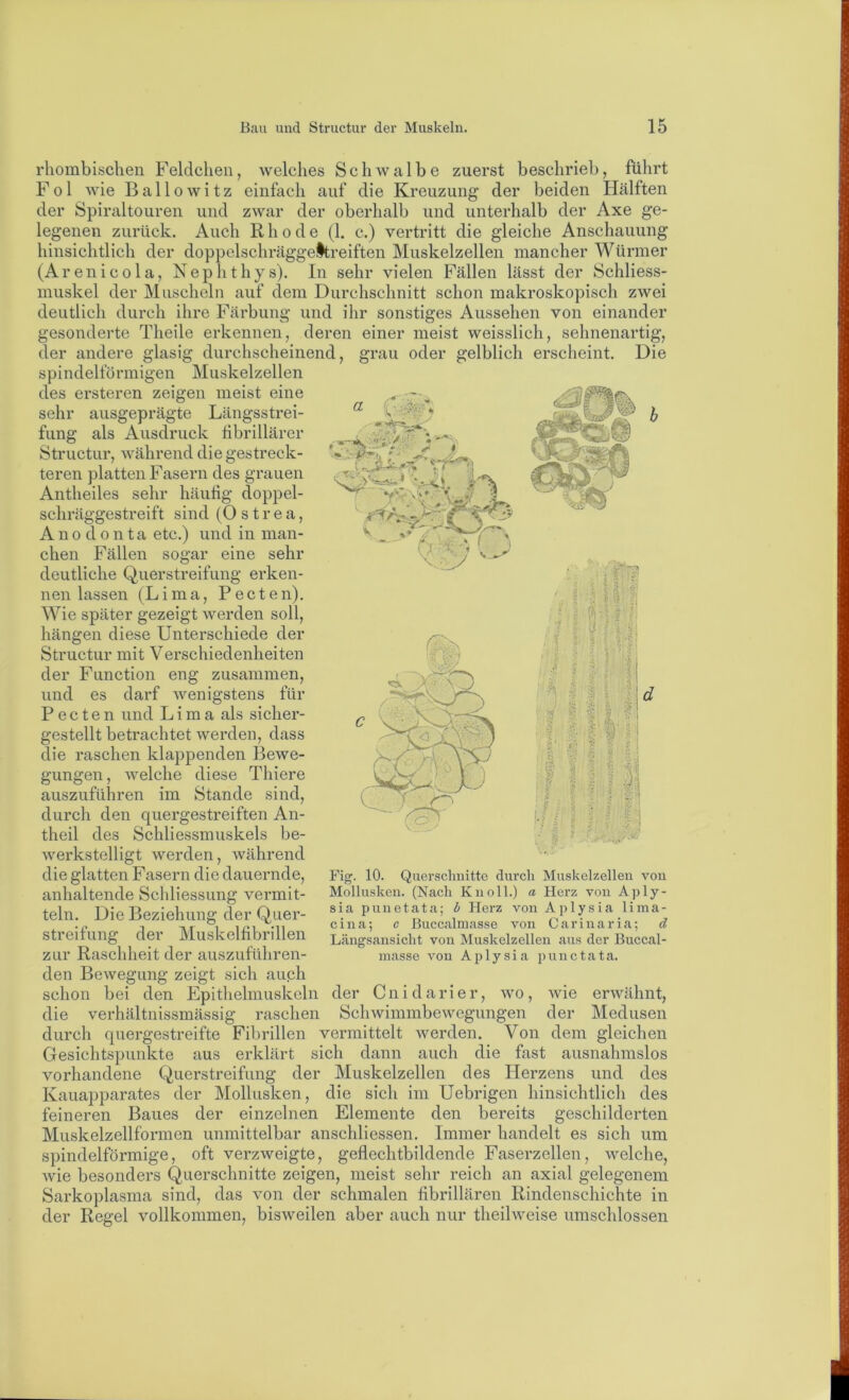 rhombischen Feldchen, welches Schwalbe zuerst beschrieb, führt Fol wie Ballowitz einfach auf die Kreuzung der beiden Hälften der Spiraltouren und zwar der oberhalb und unterhalb der Axe ge- legenen zurück. Auch Rhode (1. c.) vertritt die gleiche Anschauung hinsichtlich der doppelschräggeltreiften Muskelzellen mancher Würmer (Arenicola, Nephthys). In sehr vielen Fällen lässt der Schliess- muskel der Muscheln auf dem Durchschnitt schon makroskopisch zwei deutlich durch ihre Färbung und ihr sonstiges Aussehen von einander gesonderte Theile erkennen, deren einer meist weisslich, sehnenartig, der andere glasig durchscheinend, grau oder gelblich erscheint. Die spindelförmigen Muskelzellen des ersteren zeigen meist eine sehr ausgeprägte Längsstrei- fung als Ausdruck hbrillärcr Structur, während die gestreck- teren platten Fasern des grauen Antheiles sehr häutig doppel- schräggestreift sind (O s t r e a, Anodonta etc.) und in man- chen Fällen sogar eine sehr deutliche Querstreifung erken- nen lassen (Lima, Pecten). Wie später gezeigt werden soll, hängen diese Unterschiede der Structur mit Verschiedenheiten der Function eng zusammen, und es darf wenigstens für Pecten und Lima als sicher- gestellt betrachtet werden, dass die raschen klappenden Bewe- gungen, Avelche diese Thiere auszuführen im Stande sind, durch den quergestreiften An- theil des Schliessmuskels be- werkstelligt werden, während die glatten Fasern die dauernde, anhaltende Schliessung vermit- teln. Die Beziehung der Quer- streifung der Muskelfibrillen zur Raschheit der auszuführen- den Bewegung zeigt sich auph schon bei den Epithelmuskeln der Cnidarier, avo , wie erwähnt, die verhältnissmässig raschen Schwimmbewegungen der Medusen durch quergestreifte Fil)rillen vermittelt werden. Von dem gleichen Gesichtspunkte aus erklärt sich dann auch die fast ausnahmslos vorhandene Querstreifung der Muskelzellen des Herzens und des Kauapparates der Mollusken, die sich im Uebrigen hinsichtlicli des feineren Baues der einzelnen Elemente den bereits geschilderten Muskelzellformen unmittelbar anschliessen. Immer handelt es sich um spindelförmige, oft verzweigte, geflechtbildende Faserzellen, welche, Avie besonders Querschnitte zeigen, meist sehr reich an axial gelegenem Sarkoplasma sind, das von der schmalen fibrillären Rindenschichte in der Regel vollkommen, bisAveilen aber auch nur theÜAA^eise umschlossen Fig. 10. Querschnitte durcli Muskelzellen von Mollusken. (Nach Kn oll.) a Herz von Aply- sia punetata; b Herz von Aplysia lima- cin a; c ßuccalmasse von Carinaria; d Längsansicht von Muskelzellen aus der Buccal- masse Amn Aplysia punctata.