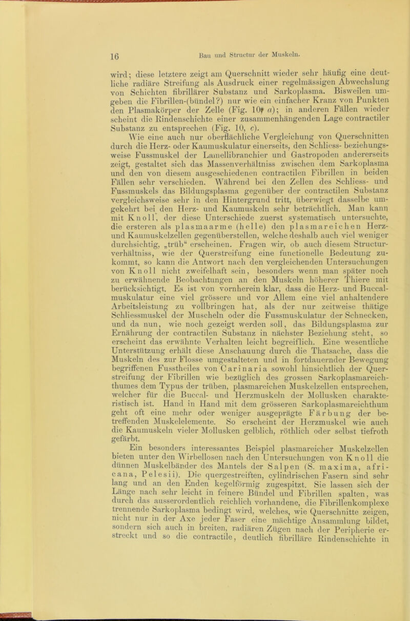 wird; diese letztere zeigt am Querschnitt wieder sehr häutig eine deut- liche radiäre Streifung als Ausdruck einer regelmässigen Abwechslung von Schichten fibrillärer Substanz und Sarkoplasma. Bisweilen um- geben die Fibrillen-(bündel?) nur wie ein einfocher Kranz von Punkten den Plasmakörper der Zelle (Fig. lOf r/); in anderen Fällen wieder scheint die Rindenschichte einer zusammenhängenden Lage contractiler Substanz zu entsprechen (Fig. 10, c). \Me eine auch nur oberflächliche Vergleichung von Querschnitten durch die Plerz- oder Kaumuskulatur einerseits, den Schliess- beziehungs- weise Fussmuskel der Lamellibranchier und Gastropoden andererseits zeigt, gestaltet sich das Massenverhältniss zwischen dem Sarkoplasma und den von diesem ausgeschiedenen contractilen Fibrillen in beiden Fällen sehr verschieden. Während bei den Zellen des Schliess- und Fussmuskels das Bildungsplasma gegenüber der contractilen Substanz vergleichsweise sehr in den Hintergrund tritt, überwiegt dasselbe um- gekehrt bei^ den Herz- und Kaumuskeln sehr beträchtlich. ]\lan kann mit Kn oll, der diese Unterschiede zuerst systematisch untersuchte, die ersteren als plasmaarme (helle) den plasmareichen Herz- und Kaumuskelzellen gegenüberstellen, Avelche deshalb auch viel weniger durchsichtig, „trüb“ erscheinen. Fragen wir, ob auch diesem Structur- verhältniss, wie der Querstreifung eine functioneile Bedeutung zu- kommt, so kann die Antwort nach den vergleichenden Untersuchungen von Kn oll nicht zweifelhaft sein, besonders wenn man später noch zu erwähnende Beobachtungen an den Muskeln höherer Thiere mit berücksichtigt. Es ist von vornherein klar, dass die Herz- und Buccal- muskulatur eine viel grössere und vor Allem eine viel anhaltendere Arbeitsleistung zu vollbringen hat, als der nur zeitweise thätige Schliessmuskel der Muscheln oder die Fussmuskulatur der Schnecken, und da nun, wie noch gezeigt werden soll, das Bildungsplasma zur Ernährung der contractilen Substanz in nächster Beziehung steht, so erscheint das erwähnte Verhalten leicht begreiflich. Eine wesentliche Unterstützung erhält diese Anschauung durch die Thatsache, dass die Muskeln des zur Flosse umgestalteten und in fortdauernder Bewegung begriffenen Fusstheiles vonCarinaria sowohl hinsichtlich der Quer- streifung der Fibrillen wie bezüglich des grossen Sarkoplasmareich- thumes dem Typus der trüben, plasmareichen Muskelzellen entsprechen, welcher für die Buccal- und Herzmuskeln der Mollusken charakte- ristisch ist. Hand in Hand mit dem grösseren Sarkoplasmareichthum geht oft eine mehr oder weniger ausgeprägte Färbung der be- treffenden Muskelelemente. So erscheint der Herzmuskel wie auch die Kaumuskeln vieler Mollusken gelblich, röthlich oder selbst tiefroth gefärbt. Ein besonders interessantes Beispiel plasmareicher Muskelzellen bieten unter den Wirbellosen nach den Untersuchungen von Knoll die dünnen Muskelbänder des Mantels der Salpen (S. maxima, afri- cana, Pelesii). Die quergestreiften, cylindrischen Fasern sind sehr lang und an den Enden kegelförmig zugespitzt. Sie lassen sich der Länge nach sehr leicht in feinere Bündel und Fibrillen spalten, was durch das ausserordentlich reichlich vorhandene, die Fibrillenkomplexe tiennende Sarkoplasma bedingt wird, welches, Avie Querschnitte zeigen, nicht nur in der Axe jeder Faser eine mächtige Ansammlung bildet, sondern sich auch in breiten, radiären Zügen nach der Peripherie er- streckt und so die contractile, deutlich fibrilläre Rindenschichte in