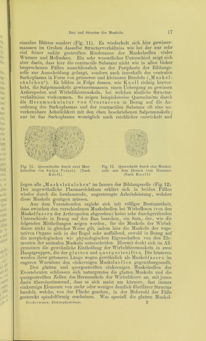 einzelne Blätter sondert (Fig. 11). Es Aviederholt sich hier gewisser- niaassen im Groben dasselbe Structiirverhältniss wie bei der nur sehr viel feiner radiär gestreiften Rindenzone der Muskelzellen vieler \\ üriner und Mollusken. Ein sehr wesentlicher Unterschied zeigt sich aber darin, dass hier die contractile Substanz niclit wie in allen bisher besprochenen Fällen ausschliesslich an der Peripherie der Bildungs- zelle zur Ausscheidung gelangt, sondern auch innerhalb des centralen Sarkoplasma in Form von grösseren und kleineren Bündeln („Muskel- säulchen“). Es bilden in Folge dessen, wie Kn oll richtig hervor- hebt, die Salpenmuskeln gewissennaassen einen Uebergang zu gewissen Arthropoden und Wirbelthiermuskeln, bei welchen ähnliche Structur- verhältnisse Vorkommen. So zeigen beispielsweise Querschnitte durch die llerzmuskulatur von Crustaceen in Bezug auf die An- ordnung des Sarkoplasmas und der contractilen Substanz oft eine un- verkennbare Aehnlichkeit mit den eben beschriebenen Salpenmuskeln; nur ist das Sarkoplasma Avomöglich noch reichlicher entAvickelt und Fig:- 11. Querschnitte durch zwei Mus- Fig. 12. Querschnitt durch eine Muskel- kelzellen von Salpa Pelesii. (Nach zelle aus dem Herzen vom Hummer. Knoll.) (Nach Knoll.) liegen alle „M u s k e 1 s ä u 1 c h e n“ im Innern der Bildungszelle (Fig. 12). Der ungewöhnliche Plasmareichthum erklärt sich in beiden Fällen wieder durch die fortdauernde, angestrengte Arbeitsleistung, Avelcher diese Muskeln genügen müssen. Aus dem Vorstehenden ergiebt sich mit völliger Bestimmtheit, dass zwischen den verschiedenen Muskelzellen bei Wirbellosen (von den Muskelfasern der Arthropoden abgesehen) keine sehr durchgreifenden Unterschiede in Bezug auf den Bau bestehen, ein Satz, der, wie die folgenden Mittheilungen zeigen Averden, für die Muskeln der Wirbel- thiere nicht in gleicher Weise gilt, indem hier die Muskeln der vege- tativen Organe sich in der Regel sehr auffallend, soAvohl in Bezug auf die morphologischen wie physiologischen Pligenschaften \mn den Ele- menten der animalen Muskeln unterscheiden. Hiermit deckt sich im All- gemeinen die geAvöhnliche Eintheilung der Wirbelthiermuskeln in zAvei Hauptgruppen, die der glatten und quergestreiften. Die letzteren werden ihrer grösseren Länge wegen geAvöhnlich als Muskel fasern im engeren Wortsinne den einkernigen Muskel zellen gegenübergestellt. Den glatten und quergestreiften einkernigen Muskelzellen der Evertebraten schliessen sich naturgemäss die glatten Muskeln und die quergestreiften Zellen des Herzmuskels der Wirbclthiere an, mit jenen darin übereinstimmend, dass es sich meist um kürzere, fast immer einkernige Elemente von mehr oder Aveniger deutlich fibrillärer Structur handelt, Avelche, von der Fläche gesehen, in der Mehrzahl der Fälle gestreckt spindelförmig erscheinen. Was speciell die glatten Muskel- Biedermann, Elektrophysiologie. 2