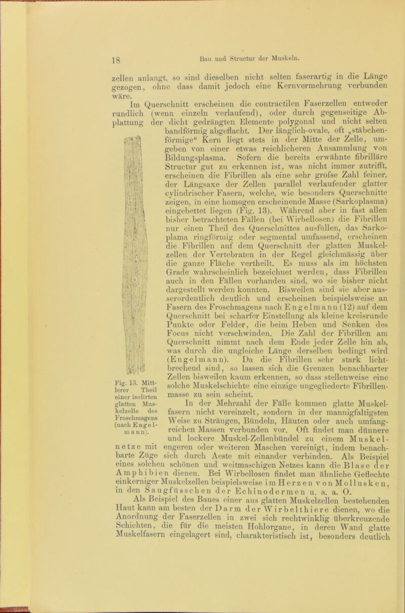 zellen anlangt, so sind dieselben nicht selten foserartig in ohne dass damit jedoch eine Kern Vermehrung die verbunden Länge fli gezogen, wäre. Im Querschnitt erscheinen die contractilen Faserzellen entweder rundlich (wenn einzeln verlaufend), oder durch gegenseitige Ab- plattung der dicht gedrängten Elemente polygonal und nicht selten bandförmig abgeflacht. Der länglich-ovale, oft „stäbchen- förmige“ Kern liegt stets in der IMitte der Zelle, um- geben von einer etwas reichlicheren Ansammlung von Bildungsplasma. Sofern die bereits erwähnte flbrilläre Structur gut zu erkennen ist, was nicht immer zutrifft, erscheinen die Fibrillen als eine sehr grofse Zahl feiner, der Längsaxe der Zellen parallel verlaufender glatter cylindrischei' Fasern, welche, Avie besonders Querschnitte zeigen, in eine homogen erscheinende Masse (Sarkoplasma) eingebettet liegen (Fig. 13). Während aber in fast allen bisher betrachteten Fällen (bei AVirbellosen) die Fibrillen nur einen Theil des Querschnittes ausfüllen, das Sarko- plama ringförmig oder segmental umfassend, erscheinen die Fibrillen auf dem Querschnitt der glatten Muskel- zellen der Vertebraten in der Regel gleichmässig über die ganze Fläche vertheilt. Es muss als im höchsten Grade Avahrscheinlich bezeichnet Averden, dass Fibrillen auch in den Fällen vorhanden sind, avo sie bisher nicht dargestellt Averden konnten. BisAveilen sind sie aber aus- serordentlich deutlich und erscheinen beispielsAA^eise an Fasern des Froschmagens nach Engelm ann (12) auf dem Querschnitt bei scharfer Einstellung als kleine kreisrunde Punkte oder Felder, die beim Heben und Senken des Focus nicht verschAvinden. Die Zahl der Fibrillen am Querschnitt nimmt nach dem Ende jeder AA^as durch die ungleiche Länge derselben (Engelmann). Da die Fibrillen sehr brechend sind, so lassen sich die Grenzen Zellen bisAveilen kaum erkennen, so dass stellenAA^eise eine solche Muskelschichte eine einzige ungegliederte Fibrillen- masse zu sein scheint. In der Mehrzahl der Fälle kommen glatte Muskel- fasern nicht vereinzelt, sondern in der mannigfaltigsten AA'eise zu Strängen, Bündeln, Häuten oder auch umfang- reichen Massen verbunden vor. Oft findet man dünnere und lockere Muskel-Zellenbündel zu einem Muskel- engeren oder Aveiteren Maschen vereinigt, indem benach- sich durch Aeste mit einander verbinden. Als Beispiel eines solchen schönen und Aveitmaschigen Netzes kann die Blase der Amphibien dienen. Bei Wirbellosen findet man ähnliche Geflechte einkerniger Muskelzellen beispielsAveise i m H e r z e n a^ o n M o 11 u s k e n, in den Saugfüsschen der Echinodermen u. a. a. O. Als Beispiel des Baues einer aus glatten Muskelzellen bestehenden Haut kann am besten der Darm der W i r b e 11 h i e r e dienen, wo die Anordnung der Faserzellen in zwei sich rechtwinklig überkreuzende Schichten, die für die meisten Hohlorgane, in deren Wand glatte Muskelfasern eingelagert sind, charakteristisch ist, besonders deutlich Zelle hin ab, Avird stark licht- benachbarter bedingt Mitt- Theil Fig. 13. lerer einer isolirten glatten Mus- kelzelle des Froschmagens (nach Enge 1- m ann). netze mit barte Züge