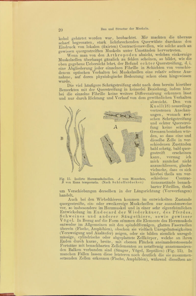 kohol gehärtet worden war, beobachtet. Mir machten die überaus scharf begrenzten, stark lichtbrechenden Querwülste durchaus den Eindruck von lokalen (Hxirten) Contractionswellen, wie solche auch an gewissen quergestreiften Muskeln unter Umständen hervortreten. Wenn man von den Arthropoden absieht, welchen einkernige Muskelzellen überhaupt gänzlich zu fehlen scheinen, so bildet, wie die oben gegebene Uebersicht lehrt, der Befund echter Querstreifung, d. i. eine Abgliederung jeder einzelnen Fibrille in Schichten von verschie- denem optischen Verhalten bei Muskelzellen eine relativ seltene Aus- nahme, auf deren physiologische Bedeutung schon oben hingewiesen wurde. Die viel häufigere Schrägstreifung steht nach dem bereits hierüber Bemerkten mit der Querstreifung in keinerlei Beziehung, indem hier- bei die einzelne Fibrille keine weitere DifFerenzirung erkennen lässt und nur durch Richtung und Verlauf von dem gewöhnlichen Verhalten abweicht. Den von K n 011 (18) neuerdings vertretenen Anschau- ungen , wonach zwi- schen Schrägstreifung und echter Querstrei- fung keine scharfen Grenzen bestehen wür- den, so dass eine und dieselbe Zelle in ver- schiedenen Zuständen bald schräg, bald quer- gestreift erscheinen kann, vermag ich mich zunächst nicht anzuschliessen, glaube vielmehr, dass es sich hierbei theils um ver- schiedene Contrac- tionszustände benach- barter Fibrillen, theils Längsrichtung (Verwerfungen) Fig. 15. Isolirte Herzmuskelzellen. A vom Menschen, B von Rana temporaria. (Nach Schiefferdecker.) in der um Verschiebungen derselben handelt. Auch bei den Wirbelthieren kommen im entwickelten Zustande quergestreifte, ein- oder zweikernige Muskelzellen nur ausnahmsweise vor, so insbesondere im Herzmuskel und in einer sehr eigenthümlichen Entwickelung im Endocard der Wiederkäuer, des Pferdes, Schweines und anderer Säugethiere, sowie geAvisser Vögel. In Bezug auf die Form stimmen die Elemente des Herzmuskels entweder im Allgemeinen mit den spindelförmigen, glatten Faserzellen überein (Fische, Amphibien), obschon sie vielfach Unregelmässigkeiten (Verzweigung und Ausläufer) zeigen, oder sie bilden ziemlich unregel- mässige, cylindrische oder abgeplattete Zellkörper, welche an ihren Enden durch kurze, breite, mit ebenen Flächen aneinanderstossende Fortsätze mit benachbarten Zellelementen zu netzförmig anastomosiren- den Balken verbunden sind (Säuger, Vögel, Reptilien) (Fig. 15). In manchen Fällen lassen diese letzteren noch deutlich die sie ziisammen- setzenden Zellen erkennen (Fische, Amphibien), während dieselben an-