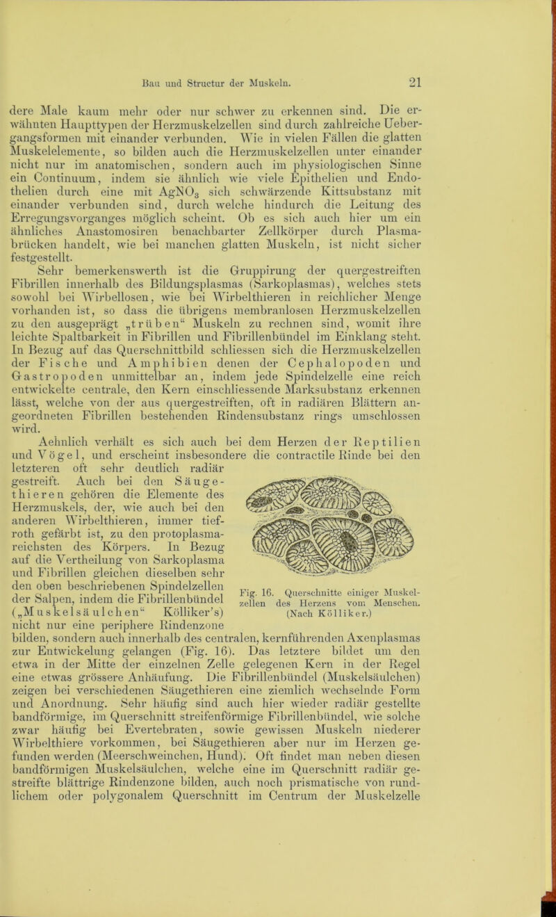 dere Male kaum mehr oder nur schwer zu erkennen sind. Die er- wähnten Haupttypen der Herzmuskelzellen sind durch zahlreiche Ueber- gangsformen mit einander verbunden. Wie in vielen Fällen die glatten Muskelelemente, so bilden auch die Herzmuskelzellen unter einander nicht nur im anatomischen, sondern auch im physiologischen Sinne ein Continuum, indem sie ähnlich wie viele Epithelien und Endo- thelien durch eine mit AgNOs sich schwärzende Kittsubstanz mit einander verbunden sind, dui’ch welche hindurch die Leitung des Erregungsvorganges möglich scheint. Ob es sich auch hier um ein ähnliehes Anastomosiren benachbarter Zellkörper durch Plasma- brücken handelt, wie bei manchen glatten Muskeln, ist nicht sicher festgestellt. Sehr bemerkenswerth ist die Gruppirung der quergestreiften Fibrillen innerhalb des Bildungsplasmas (Sarkoplasmas), welches stets sowohl bei Wirbellosen, wie bei Wirbelthieren in reichlicher Menge vorhanden ist, so dass die übrigens membranlosen Herzmuskelzellen zu den ausgeprägt „trüben“ Muskeln zu rechnen sind, womit ihre leichte Spaltbarkeit in Fibrillen und Fibrillenbündel im Einklang steht. In Bezug auf das Quersehnittbild schliessen sich die Herzmuskelzellen der Fische und Amphibien denen der Cephalopoden und Gastropoden unmittelbar an, indem jede Spindelzelle eine reich entwickelte centrale, den Kern einschliessende Marksubstanz erkennen lässt, welche von der aus quergestreiften, oft in radiären Blättern an- geordneten Fibrillen bestehenden Rindensubstanz rings umschlossen wird. Aehnlich verhält es sich auch bei dem Herzen der Reptilien und Vögel, und erscheint insbesondere die contractile Rinde bei den letzteren oft sehr deutlich radiär gestreift. Auch bei den Säuge- thieren gehören die Elemente des Herzmuskels, der, wie auch bei den anderen Wirbelthieren, immer tief- roth gefärbt ist, zu den protoplasma- reichsten des Körpers. In Bezug auf die Vertheilung von Sarkoplasma und Fibrillen gleichen dieselben sehr den oben beschriebenen Spindelzellen der Salpen, indem die Fibrillenbündel („Muskelsä ulchen“ Kölliker’s) nicht nur eine periphere Rindenzone bilden, sondern auch innerhalb des centralen, kernführenden Axenplasmas zur Entwickelung gelangen (Fig. 16). Das letztere bildet um den etwa in der Mitte der einzelnen Zelle gelegenen Kern in der Regel eine etwas grössere Anhäufung. Die Fibrillenbündel (Muskelsäulchen) zeigen bei verschiedenen Säugethieren eine ziemlich wechselnde Form und Anordnung. Sehr häufig sind auch hier wieder radiär gestellte bandförmige, im Querschnitt streifenförmige Fibrillenbündel, wie solche zwar häufig bei Evertebraten, sowie gewissen Muskeln niederer Wirbelthiere Vorkommen, bei Säugethieren aber nur im Herzen ge- funden werden (Meerschweinchen, Hund). Oft findet man neben diesen bandförmigen Muskelsäulchen, welche eine im Querschnitt radiär ge- streifte blättrige Rindenzone bilden, auch noch prismatische von rund- lichem oder polygonalem Querschnitt ira Centrum der Muskelzelle Fig. 16. Quereclinitte einiger Muskel- zellen des Herzens vom Menschen. (Nach Kölliker.)