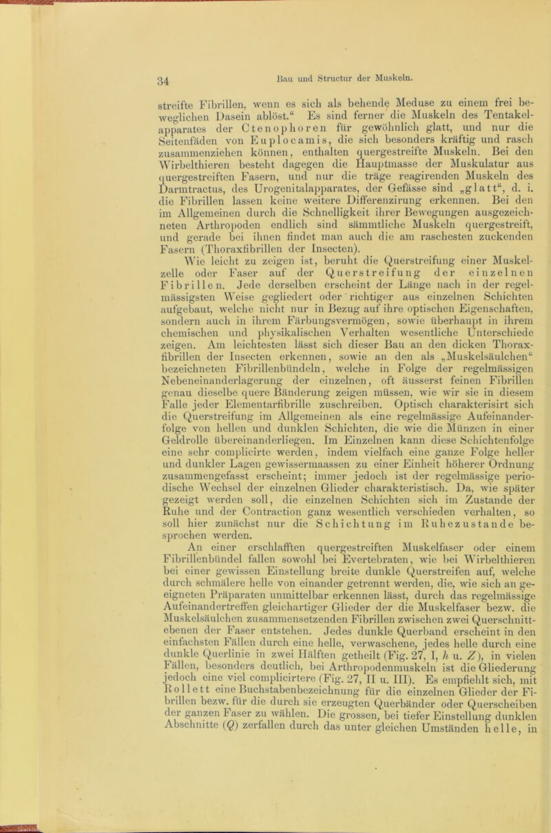 streifte Fibrillen, wenn es sich als behende Meduse zu einem frei be- Avefdichen Dasein ablöst.“ Es sind ferner die Muskeln des Tentakel- apparates der Ctenophören für gewöhnlich glatt, und nur die Seitenfäden von Euplocamis, die sich besonders kräftig und rasch zusammenziehen können, enthalten quergestreifte Muskeln. Bei den Wirbelthieren besteht dagegen die Hauptmasse der Muskulatur aus ([uergestreiften Fasern, und nur die träge reagirenden Muskeln des Darmtractus, des Urogenitalapparates, der Gefässe sind „glatt“, d. i. die Fibrillen lassen keine weitere Differenzirung erkennen. Bei den im Allgemeinen durch die Schnelligkeit ilirer BcAvegungen ausgezeich- neten Arthropoden endlich sind sämmtliche Muskeln quergestreift, und gerade bei ilmen rindet man auch die am raschesten zuckenden Fasern (Thoraxribrillen der Insecten). Mue leicht zu zeigen ist, beruht die Querstreifung einer Muskel- zelle oder Faser auf der Querstreifung der einzelnen Fibrillen. Jede derselben erscheint der Länge nach in der regel- mässigsten Weise gegliedert oder richtiger aus einzelnen Schichten aufgebaut, welche nicht nur in Bezug auf ihre optischen Eigenschaften, sondern auch in ihrem Färbungsvermögen, sowie überhau]>t in ihrem chemischen und physikalischen Verhalten wesentliche Unterschiede zeigen. Am leichtesten lässt sich dieser Bau an den dicken Thorax- ribrillen der Insecten erkennen, sowie an den als „Muskelsäulchen“ bezeichneten Fibrillenbündeln, welche in Folge der regelmässigen Nebeneinanderlagerung der einzelnen, oft äusserst feinen Fibrillen genau dieselbe quere Bänderung zeigen müssen, Avie Avir sie in diesem Falle jeder Elementarribrille zuschreiben. Optisch charakterisirt sich die Querstreifung im Allgemeinen als eine regelmässige Aufeinander- folge von hellen und dunklen Schichten, die Avie die Münzen in einer Geldrolle übereinanderliegen. Im Einzelnen kann diese Schichtenfolge eine sehr complicirte werden, indem vielfach eine ganze Folge heller und dunkler Lagen geAAÜssermaassen zu einer Einheit höherer Ordnung zusammengefasst erscheint; immer jedoch ist der regelmässige perio- dische Wechsel der einzelnen Glieder charakteristisch. Da, Avie später gezeigt Averden soll, die einzelnen Schichten sich im Zustande der Ruhe und der Contraction ganz wesentlich A^erschieden Amrhalten, so soll hier zunächst nur die Schichtung im Ruhezustände be- sprochen Averden. An einer erschlafften quergestreiften Muskelfaser oder einem Fibrillenbündel fallen sowohl bei Evertebraten, wie bei Wirbelthieren bei einer geAA'issen Einstellung breite dunkle Querstreifen auf, Avelche durch schmälere helle von einander getrennt Averden, die, Avie sich an ge- eigneten Präparaten unmittelbar erkennen lässt, durch das regelmässige Aufeinander treffen gleichartiger Glieder der die Muskelfaser bezw. die Muskelsäulchen zusammensetzenden Fibrillen zwischen zwei Querschnitt- ebenen der Faser entstehen. Jedes dunkle Querband erscheint in den einfachsten Fällen durch eine helle, verwaschene, jedes helle durch eine dunkle Querlinie in zwei Hälften getheilt (Fig. 27, I, h u. Z), in vielen Fällen, besonders deutlich, bei Arthropodenmuskeln ist die Gliederung jedoch eine viel complicirtere (Fig. 27, II u. HI). Es empfiehlt sich, mit Rollett eine Buchstabenbezeichnung für die einzelnen Glieder der Fi- brillen bezw. für die durch sie erzeugten Querbänder oder Querscheiben der ganzen Faser zu Avählen. Die grossen, bei tiefer Einstellung dunklen Abschnitte {Q) zerfallen durch das unter gleichen Umständen helle, in