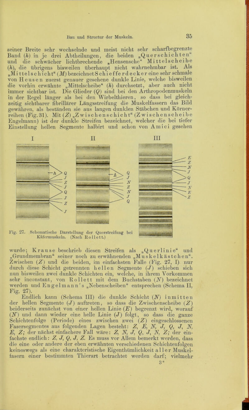 seiner Breite sehr wechselnde und meist nicht sehr scharfbegrenzte Band {h) in je drei Abtheilimgen, die beiden „Querschichten“ und die schwächer lichtbrechende „Hensensche“ Mittelscheibe (h), die übrigens bisweilen überhaupt nicht wahrnehmbar ist. Als „M i 11 e 1 s c h i c h t“ (M) bezeichnet Schief fer decke r eine sehr schmale von Heusen zuerst genauer gesehene dunkle Linie, welche bisweilen die vorhin erwähnte „Mittelscheibe“ (h) durchsetzt, aber auch nicht immer sichtbar ist. Die Glieder (Q) sind bei den Arthropodenmuskeln in der Regel länger als bei den Wirbelthieren, so dass bei gleich- zeitig sichtbarer tibrillärer Längsstreifung die Muskelfassern das Bild gewähren, als beständen sie aus langen dunklen Stäbchen und Körner- reihen (Fig.31). Mit (Z) „Zwischenschicht“ (Zwischenscheibe Engelmann) ist der dunkle Streifen bezeichnet, welcher die bei tiefer Einstellung hellen Segmente halbirt und schon von Amici gesehen wurde; Krause beschrieb diesen Streifen als „Querlinie“ und „Grundmembran“ seiner noch zu erwähnenden „Muskelkästchen“. Zwischen (Z) und die beiden, im einfachsten Falle (Fig, 27, I) nur durch diese Schicht getrennten hellen Segmente (J) schieben sich nun bisweilen zwei dunkle Schichten ein, welche, in ihrem Vorkommen sehr inconstant, von Rollett mit dem Buchstaben (A) bezeichnet werden und Engelmann’s „Nebenscheiben“ entsprechen (Schema II, Fig. 27). Endlich kann (Schema III) die dunkle Schicht (Aj inmitten der hellen Segmente (J) auftreten, so dass die Zwischenscheibe (Z) beiderseits zunächst von einer hellen Linie (E) begrenzt wird, worauf (A) und dann wieder eine helle Linie (J) folgt, so dass die ganze Schichtenfolge (Periode) eines zwischen zwei (Z) eingeschlossenen Fasersegmentes aus folgenden Lagen besteht: Z, E, A, J, Q, J, A, A, Z; der nächst einfachere Fall wäre: Z, A, J, Q, J, A, Z; der ein- fachste endlich: Z, J, Q, J, Z. Es muss vor Allem bemerkt werden, dass die eine oder andere der eben erwähnten verschiedenen Schichtenfolgen keineswegs als eine charakteristische Eigenthümlichkeit aller Muskel- fasern einer bestimmten Thierart betrachtet werden darf; vielmehr 3*