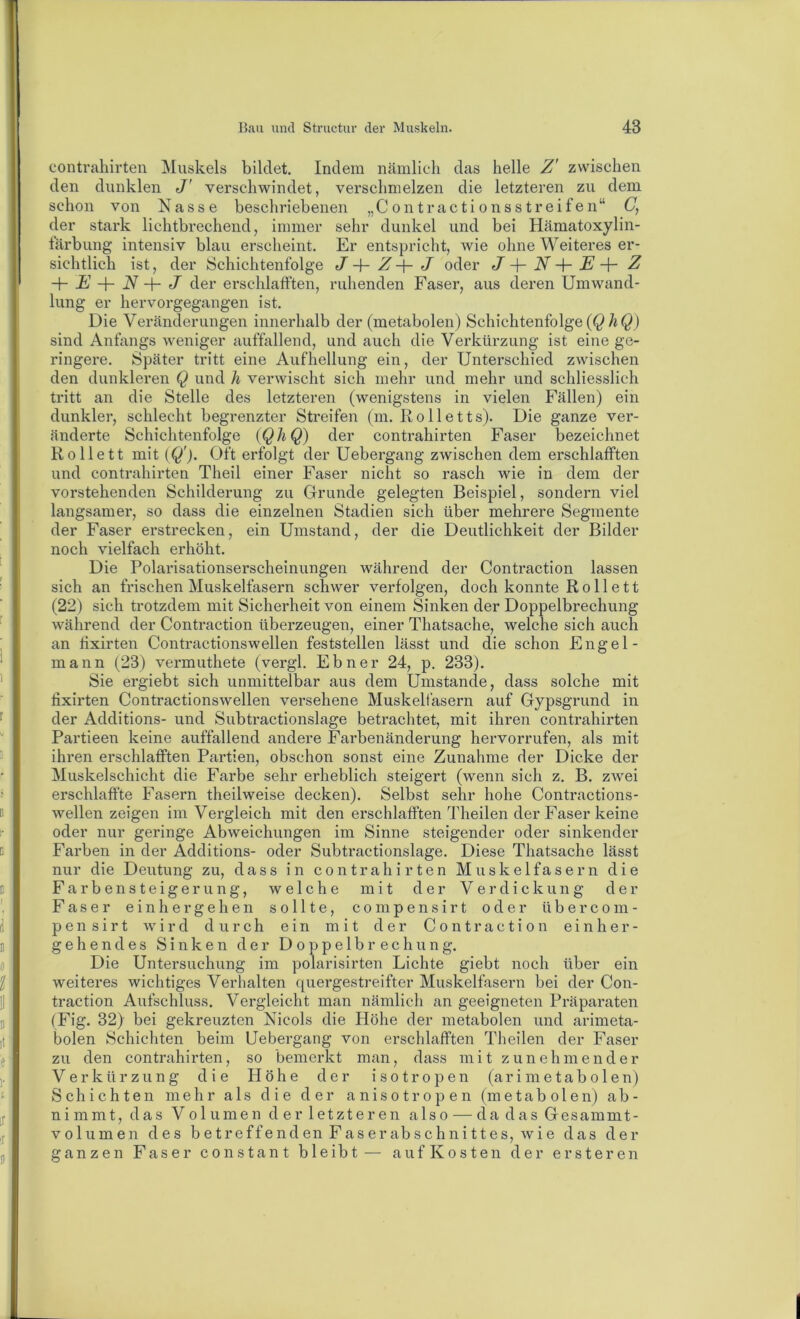 Contrahirten Muskels bildet. Indem nämlich das helle Z' zwischen den dunklen J' verschwindet, verschmelzen die letzteren zu dem schon von Nasse beschriebenen „Contractio ns streifen“ G, der stark lichtbrechend, immer sehr dunkel und bei Hämatoxylin- tärbung intensiv blau erscheint. Er entspricht, wie ohne Weiteres er- sichtlich ist, der Schichtenfolge J Z J oder J N E Z E N J der erschlafften, ruhenden Faser, aus deren Umwand- lung er hervorgegangen ist. Die Veränderungen innerhalb der (metabolen) Schichtenfolge Ä 0 sind Anfangs weniger auffallend, und auch die Verkürzung ist eine ge- ringere. Später tritt eine Aufhellung ein, der Unterschied zwischen den dunkleren Q und h verwischt sich mehr und mehr und schliesslich tritt an die Stelle des letzteren (wenigstens in vielen Fällen) ein dunkler, schlecht begrenzter Streifen (m. Rolletts). Die ganze ver- änderte Schichtenfolge [QhQ) der contrahirten Faser bezeichnet Rollett mit {Q'). Oft erfolgt der Uebergang zwischen dem erschlafften und contrahirten Theil einer Faser nicht so rasch wie in dem der vorstehenden Schilderung zu Grunde gelegten Beispiel, sondern viel langsamer, so dass die einzelnen Stadien sich über mehrere Segmente der Faser erstrecken, ein Umstand, der die Deutlichkeit der Bilder noch vielfach erhöht. Die Polarisationserscheinungen während der Contraction lassen sich an frischen Muskelfasern schwer verfolgen, doch konnte Rollett (22) sich trotzdem mit Sicherheit von einem Sinken der Doppelbrechung während der Contraction überzeugen, einer Thatsache, welche sich auch an fixirten Contractionswellen feststellen lässt und die schon Engel- mann (23) vermuthete (vergl. Ebner 24, p. 233). Sie ergiebt sich unmittelbar aus dem Umstande, dass solche mit fixirten Contractionswellen versehene Muskelfasern auf Gypsgrund in der Additions- und Subtractionslage betrachtet, mit ihren contrahirten Partieen keine auffallend andere Farbenänderung hervorrufen, als mit ihren erschlafften Partien, obschon sonst eine Zunahme der Dicke der Muskelschicht die Farbe sehr erheblich steigert (wenn sich z. B. zwei erschlaffte Fasern theilweise decken). Selbst sehr hohe Contractions- wellen zeigen im Vergleich mit den erschlafften Theilen der Faser keine oder nur geringe Abweichungen im Sinne steigender oder sinkender Farben in der Additions- oder Subtractionslage. Diese Thatsache lässt nur die Deutung zu, dass in contrahirten Muskelfasern die Farbensteigerung, welche mit der Verdickung der Faser einher gehen sollte, compensirt oder übercom- pensirt wird durch ein mit der Contraction einher- gehendes Sinken der Doppelbrechung. Die Untersuchung im polarisirten Lichte giebt noch über ein weiteres wichtiges Verhalten quergestreifter Muskelfasern bei der Con- traction Aufschluss. Vergleicht man nämlich an geeigneten Präparaten (Fig. 32) bei gekreuzten Nicols die Höhe der metabolen und arimeta- bolen Schichten beim Uebergang von erschlafften Theilen der Faser zu den contrahirten, so bemerkt man, dass mit zunehmender Verkürzung die Höhe der isotropen (a r i m e t a b o 1 e n) Schichten mehr als die der anisotropen (metabolen) ab- nimmt, das Volumen der letzteren also — da das Gesammt- volumen des bet reffen den Faser ab Schnittes, wie das der ganzen Faser constant bleibt— auf Kosten der ersteren