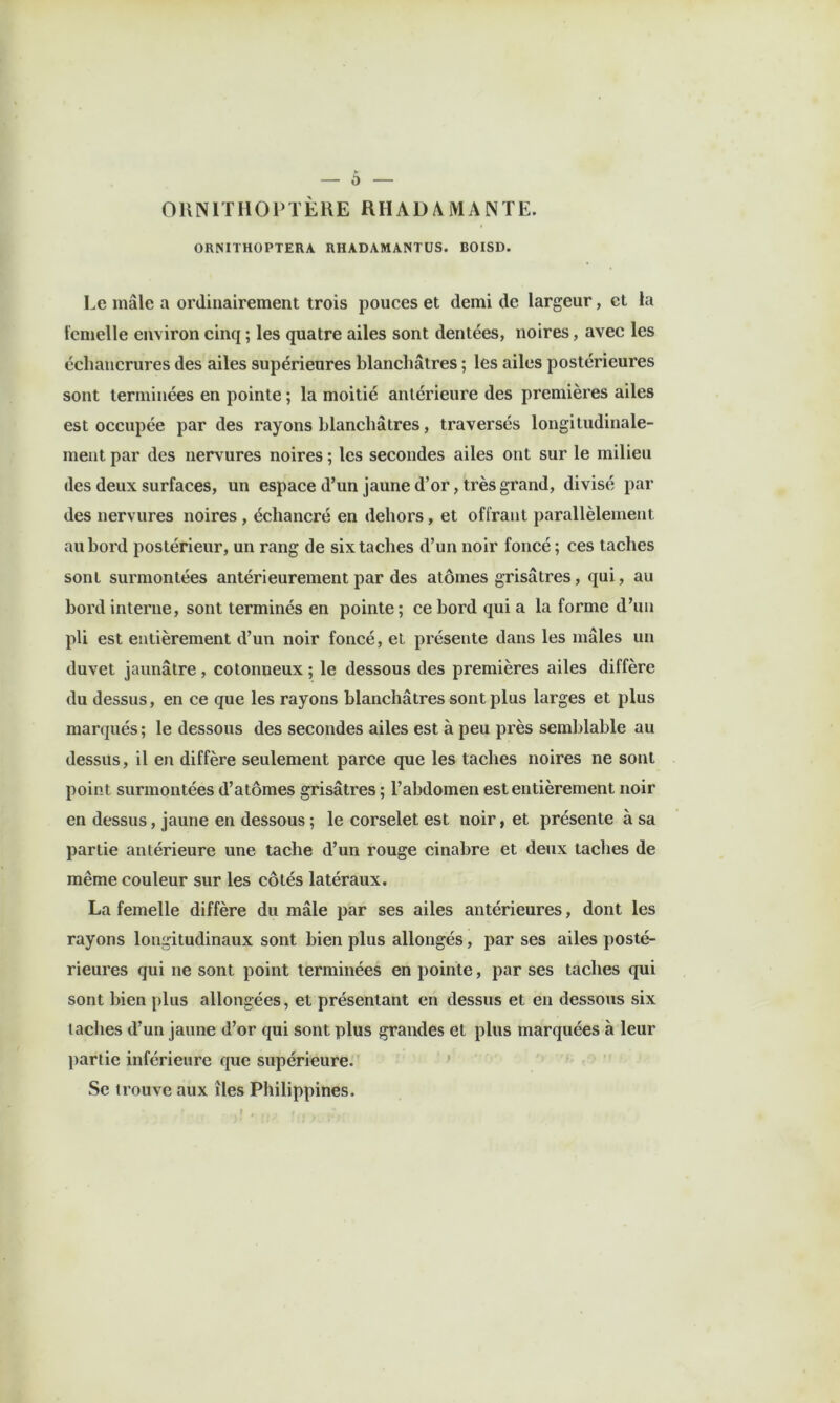 OIINITIIOPTÈHE RHADAMANTE. ORNITHOPTERA RHADAMANTÜS. BOISD. Le mâle a ordinairement trois pouces et demi de largeur, et la femelle environ cinq ; les quatre ailes sont dentées, noires, avec les échancrures des ailes supérieures blanchâtres ; les ailes postérieures sont terminées en pointe ; la moitié antérieure des premières ailes est occupée par des rayons blanchâtres, traversés longitudinale- ment par des nervures noires ; les secondes ailes ont sur le milieu des deux surfaces, un espace d’un jaune d’or, très grand, divisé par des nervures noires , échancré en dehors, et offrant parallèlement au bord postérieur, un rang de six taches d’un noir foncé ; ces taches sont surmontées antérieurement par des atomes grisâtres, qui, au bord interne, sont terminés en pointe ; ce bord qui a la forme d’un pli est entièrement d’un noir foncé, et présente dans les mâles un duvet jaunâtre , cotonneux ; le dessous des premières ailes diffère du dessus, en ce que les rayons blanchâtres sont plus larges et plus marqués ; le dessous des secondes ailes est à peu près semblable au dessus, il en diffère seulement parce que les taches noires ne sont point surmontées d’atomes grisâtres ; l’abdomen est entièrement noir en dessus, jaune en dessous ; le eorselet est noir, et présente à sa partie antérieure une tache d’un rouge cinabre et deux taches de même couleur sur les côtés latéraux. La femelle diffère du mâle par ses ailes antérieures, dont les rayons longitudinaux sont bien plus allongés, par ses ailes posté- rieures qui ne sont point terminées en pointe, par ses taches qui sont bien plus allongées, et présentant en dessus et en dessous six taches d’un jaune d’or qui sont plus grandes et plus marquées à leur partie inférieure que supérieure. ' Se trouve aux îles Philippines.