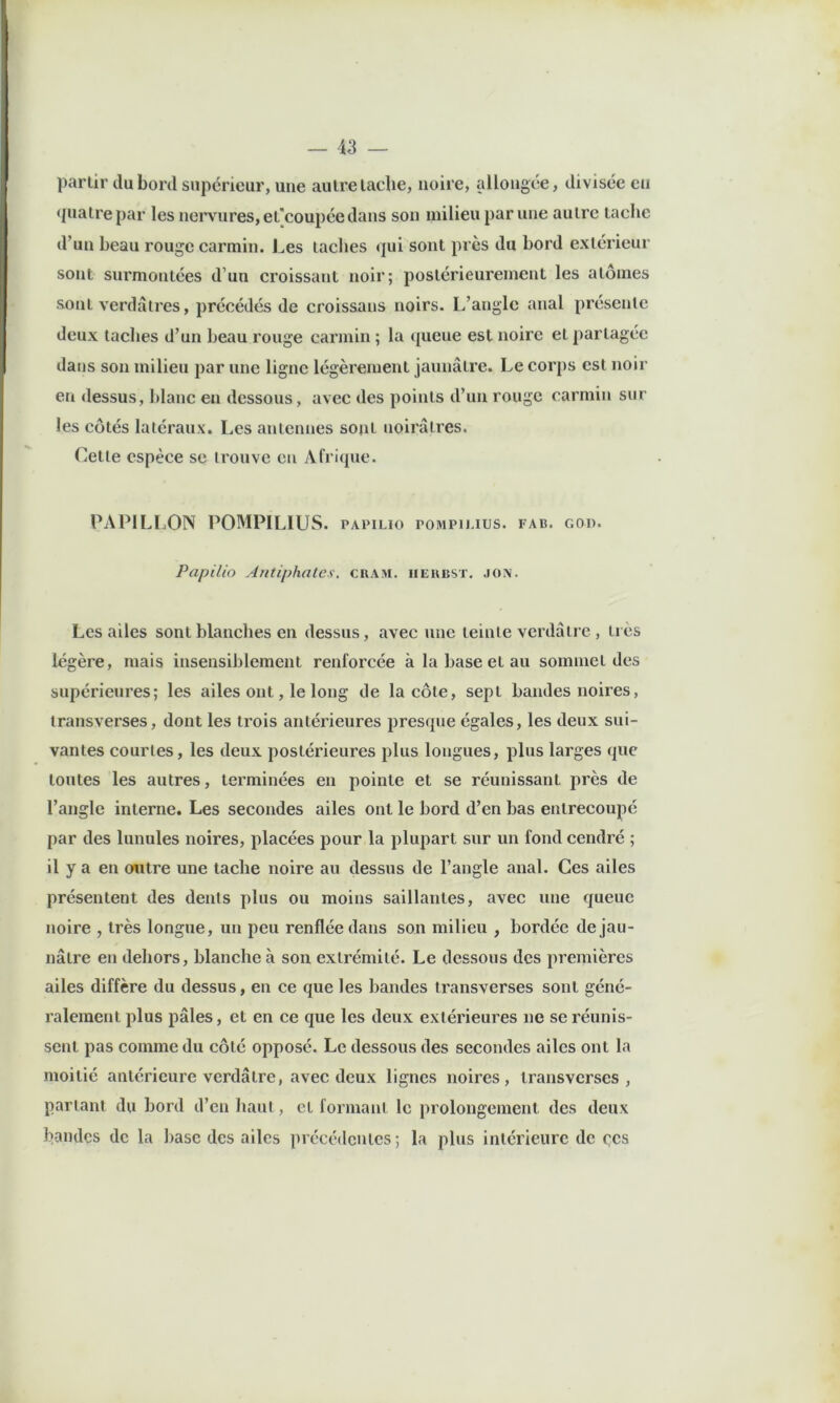 parlir du boni supérieur, une autre lâche, noire, allongée, divisée en quatre par les nervures, et'coupée dans son milieu par une autre tache d’un beau rouge carmin. J^es taches (]ui sont près du bord extérieur sont surmontées d’un croissant noir; postérieurement les atomes sont verdâtres, précédés de croissans noirs. L’angle anal présente deux taches d’un beau rouge carmin ; la (pieue est noire et partagée dans son milieu par une ligne légèrement jaunâtre. Le corps est noir en dessus, blanc en dessous, avec des points d’un rouge carmin sur les côtés latéraux. Les antennes sont noirâtres. Cette espèce se trouve en Afri<pie. PAPILLON POMPILIUS. papilio pompiuus. fab. god. Papilio Antiphates. cram. heubst. jox. Les ailes sont blanches en dessus, avec une teinte verdâtre , ti ès légère, mais insensiblement renforcée à la base et au sommet des supérieures; les ailes ont, le long de la côte, sept bandes noires, transverses, dont les trois antérieures presque égales, les deux sui- vantes courtes, les deux postérieures plus longues, plus larges que toutes les autres, terminées en pointe et se réunissant près de l’angle interne. Les secondes ailes ont le bord d’en bas entrecoupé par des lunules noires, placées pour la plupart sur un fond cendré ; il y a en outre une tache noire au dessus de l’angle anal. Ces ailes présentent des dents plus ou moins saillantes, avec une queue noire , très longue, un peu renflée dans son milieu , bordée de jau- nâtre en dehors, blanche à son extrémité. Le dessous des premières ailes diffère du dessus, en ce que les bandes transverses sont géné- ralement plus pâles, et en ce que les deux extérieures ne se réunis- sent pas comme du côté opposé. Le dessous des secondes ailes ont la moitié antérieure verdâtre, avec deux lignes noires, transverses, parlant du bord d’en haut, et formant le prolongement des deux bandes de la base des ailes précédentes; la plus intérieure de ecs