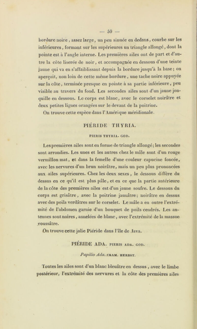 bordure noire , assez large, un peu sinuée en dedans, courbe sur les inférieures, formant sur les supérieures un triangle allongé, dont la pointe est à l’angle interne. Les premières ailes ont de part et d’au- tre la côte liserée de noir, et accompagnée en dessous d’une teinte jaune qui va en s’affaiblissant depuis la bordure jusqu’à la base; on aperçoit, non loin de cette même bordure , une tache noire appuyée sur la côte, terminée presque en pointe à sa partie inférieure, peu visible au travers du fond. Les secondes ailes sont d’un jaune jon- quille en dessous. Le corps est blanc, avec le corselet noirâtre et deux petites lignes orangées sur le devant de la poitrine. On trouve cette espèce dans l’Amérique méridionale. PIÉRIDE THYRIA. PIERIS THYRIA. GOD. Les premières ailes sont en forme de triangle allongé; les secondes sont arrondies. Les unes et les autres chez le mâle sont d’un rouge vermillon mat, et dans la femelle d’une couleur capucine foncée, avec les nervures d’un brun noirâtre, mais un peu plus prononcées aux ailes supérieures. Chez les deux sexes, le dessous diffère du dessus en ce qu’il est plus pâle, et en ce que la partie antérieure de la côte des premières ailes est d’un jaune soufre. Le dessous du corps est grisâtre, avec la poitrine jaunâtre; noirâtre en dessus avec des poils verdâtres sur le corselet. Le mâle a en outre l’extré- mité de l’abdomen garnie d’un bouquet de poils cendrés. Les an- tennes sont noires, annelées de blanc, avec l’extrémité de la massue roussâtre. On trouve cette jolie Piéride dans l’île de Java. PIERIDE ADA. pieris ada. god. Papilio Ada. cram. herbst. Toutes les ailes sont d’un blanc bleuâtre en dessus , avec le limbe postérieur, l’extrémité des nervures et la côte des premières ailes