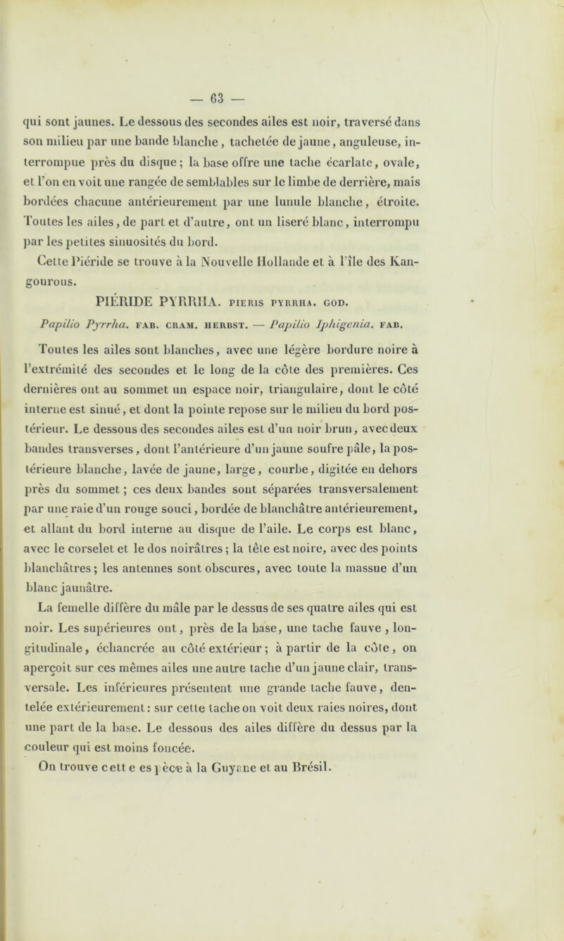 qui sont jaunes. Le dessous des secondes ailes est noir, traversé dans son milieu par une bande blanche, tachetée de jaune, anguleuse, in- terrompue près du disque; la base offre une tache écarlate, ovale, et l’on en voit une rangée de semblables sur le limbe de derrière, mais bordées chacune antérieurement par une lunule blanclie, étroite. Toutes les ailes, de part et d’autre, ont un liseré blanc, interrompu par les petites sinuosités du bord. Cette Piéride se trouve à la iNouvelle Hollande et à l’île des Kan- gourous. PIÉRIDE PYRRIIA. pieris pyrrha. god. Papilio Pyrrha. fab. cram. uerbst. — Papilio Iphigcnia. fab. Toutes les ailes sont blanches, avec une légère bordure noire à l’extrémité des secondes et le long de la côte des premières. Ces dernières ont au sommet un espace noir, triangulaire, dont le côté interne est sinué, et dont la pointe repose sur le milieu du bord ^ms- é térieur. Le dessous des secondes ailes est d’un noir brun, avecdeux bandes transverses, dont l’antérieure d’un jaune soufre pâle, la pos- térieure blanche, lavée de jaune, large, courbe, digitée en dehors près du sommet ; ces deux bandes sont séparées transversalement par une raie d’un rouge souci, bordée de blanchâtre antérieurement, et allant du bord interne au disque de l’aile. Le corps est blanc, avec le corselet et le dos noirâtres ; la tête est noire, avec des points blanchâtres; les antennes sont obscures, avec toute la massue d’un blanc jaunâtre. La femelle diffère du mâle par le dessus de ses quatre ailes qui est noir. Les supérieures ont, près de la base, une tache fauve , lon- gitudinale, échancrée au côté extérieur ; à partir de la côte, on aperçoit sur ces mêmes ailes une autre tache d’un jaune clair, trans- versale. Les inférieures présentent une grande tache fauve, den- telée extérieurement : sur cette tache on voit deux raies noires, dont une part de la base. Le dessous des ailes diffère du dessus par la couleur qui est moins foncée. On trouve cett e es ] èc'e à la Guyane et au Brésil.