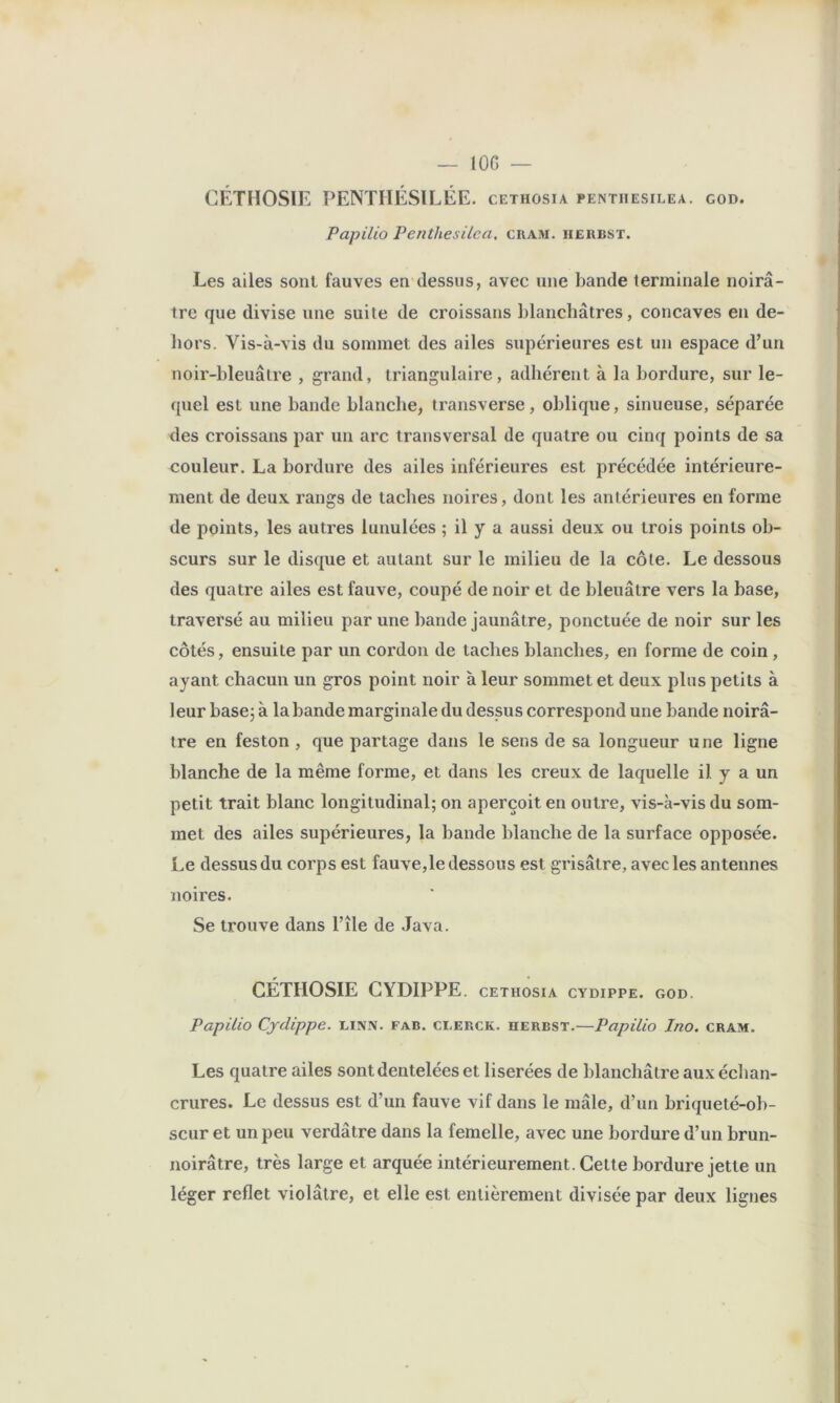 — lOG — CÉTHOSIE PENTHÉSILÉE, cethosia pentiiesilea. god. Papilio Penthesilea, ciiam. iierbst. Les ailes sont fauves en dessus, avec une bande terminale noirâ- tre que divise une suite de croissans blanchâtres, concaves en de- hors. Vis-à-vis du sommet des ailes supérieures est un espace d’un noir-bleuâtre , grand, triangulaire, adhérent à la bordure, sur le- quel est une bande blanche, transverse , oblique, sinueuse, séparée des croissans par un arc transversal de quatre ou cinq points de sa couleur. La bordure des ailes inférieures est précédée intérieure- ment de deux rangs de taches noires, dont les antérieures en forme de points, les autres lunulées ; il y a aussi deux ou trois points ob- scurs sur le disque et autant sur le milieu de la côte. Le dessous des quatre ailes est fauve, coupé de noir et de bleuâtre vers la base, traversé au milieu par une bande jaunâtre, ponctuée de noir sur les côtés, ensuite par un cordon de taclies blanches, en forme de coin , ayant chacun un gros point noir à leur sommet et deux plus petits à leur basej à la bande marginale du dessus correspond une bande noirâ- tre en feston , que partage dans le sens de sa longueur une ligne blanche de la même forme, et dans les creux de laquelle il y a un petit trait blanc longitudinal; on aperçoit en outre, vis-à-vis du som- met des ailes supérieures, la bande blanche de la surface opposée. Le dessus du corps est fauve,le dessous est grisâtre, avec les antennes noires. Se trouve dans l’île de Java. CÉTHOSIE CYDIPPE. cethosia cydippe. god. Papilio Cydippe. hnn. fab. ceerck. herbst.—Papilio Ino. cram. Les quatre ailes sont dentelées et liserées de blanchâtre aux échan- crures. Le dessus est d’un fauve vif dans le mâle, d’un briqueté-ob- scur et un peu verdâtre dans la femelle, avec une bordure d’un brun- noirâtre, très large et arquée intérieurement. Cette bordure jette un léger reflet violâtre, et elle est entièrement divisée par deux lignes