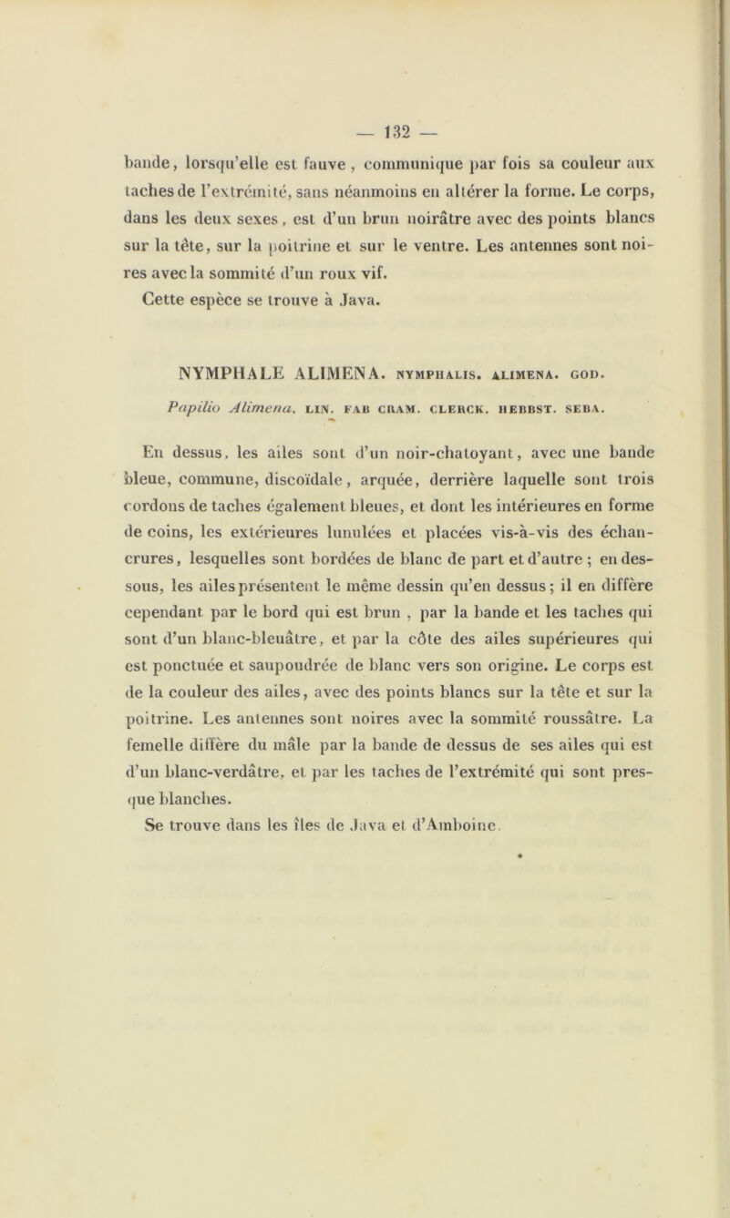 bande, lorsqu’elle est fauve , communique j>ar fois sa couleur aux taches de l’extrémité, sans néanmoins en altérer la forme. Le corps, dans les deux sexes, est d’un brun noirâtre avec des points blancs sur la tête, sur la poitrine et sur le ventre. Les antennes sont noi- res avec la sommité d’un roux vif. Cette espèce se trouve à Java. NYMPHALE ALIMENA. nymphalis. alimena. god. Papilio Alimena, nv. fab ciiam. clekck. hebbst. seba. ««» En dessus, les ailes sont d’un noir-chatoyant, avec une bande bleue, commune, discoïdale, arquée, derrière laquelle sont trois cordons de taches également bleues, et dont les intérieures en forme de coins, les extérieures lunulées et placées vis-à-vis des échan- crures, lesquelles sont bordées de blanc de part et d’autre ; en des- sous, les ailes présentent le même dessin qu’en dessus ; il en diffère cependant par le bord qui est brun , par la bande et les taches qui sont d’un blanc-bleuâtre, et par la côte des ailes supérieures qui est ponctuée et saupoudrée de blanc vers son origine. Le corps est de la couleur des ailes, avec des points blancs sur la tête et sur la poitrine. Les antennes sont noires avec la sommité roussâtre. La femelle diffère du mâle par la bande de dessus de ses ailes qui est d’un blanc-verdâtre, et par les taches de l’extrémité qui sont pres- <jue blanches. Se trouve dans les îles de Java et d’Amboinc