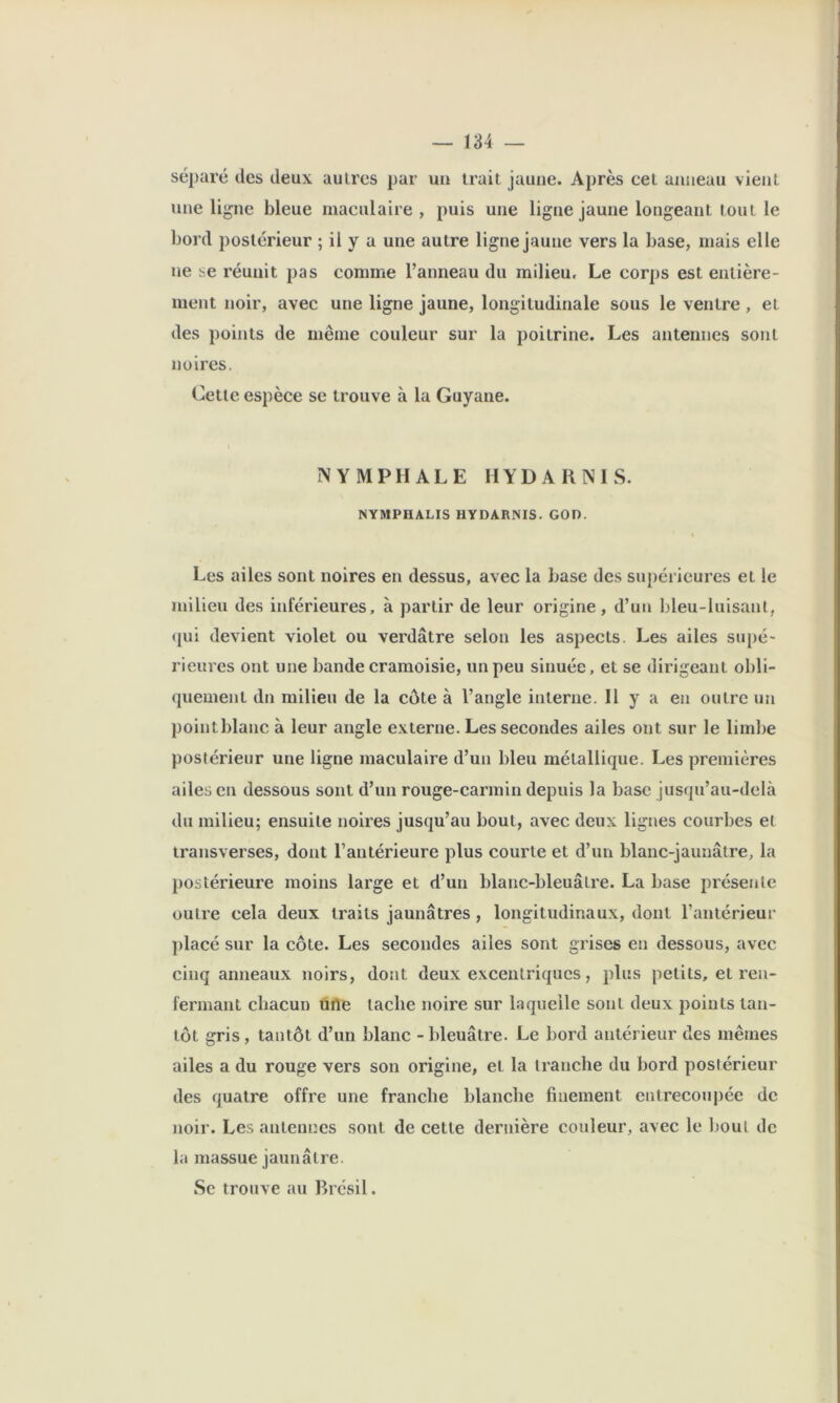 séparé des deux autres par un trait jaune. Après cet anneau vient une ligne bleue maculaire , puis une ligne Jaune longeant tout le bord postérieur ; il y a une autre ligne jaune vers la base, mais elle ne se réunit pas comme l’anneau du milieu. Le corps est entière- ment noir, avec une ligne jaune, longitudinale sous le ventre , et des points de même couleur sur la poitrine. Les antennes sont noires. Cette espèce se trouve à la Guyane. N YM PH ALE HYDARNIS. NYMPHALIS HYDARNIS. GOD. t Les ailes sont noires en dessus, avec la base des supérieures et le milieu des inférieures, à partir de leur origine , d’un bleu-luisant, (pii devient violet ou verdâtre selon les aspects. Les ailes supé- rieures ont une bande cramoisie, un peu sinuée, et se dirigeant obli- quement dn milieu de la côte à l’angle interne. Il y a en outre un pointblanc à leur angle externe. Les secondes ailes ont sur le limbe postérieur une ligne maculaire d’un bleu métallique. Les premières ailes en dessous sont d’un rouge-carmin depuis la base jusqu’au-delà du milieu; ensuite noires jusqu’au bout, avec deux lignes courbes et transverses, dont l’antérieure plus courte et d’un blanc-jaunâtre, la postérieure moins large et d’un blanc-bleuâtre. La base présente outre cela deux traits jaunâtres , longitudinaux, dont l’antérieur placé sur la côte. Les secondes ailes sont grises en dessous, avec cinq anneaux noirs, dont deux excentriques, plus petits, et ren- fermant cbacun ùrte tache noire sur laquelle sont deux points tan- tôt gris, tantôt d’un blanc - bleuâtre. Le bord antérieur des mêmes ailes a du rouge vers son origine, et la tranche du bord postérieur des quatre offre une franche blanche finement entrecoupée de noir. Les antennes sont de cette dernière couleur, avec le lioul de la massue jaunâtre. Se trouve au Brésil.