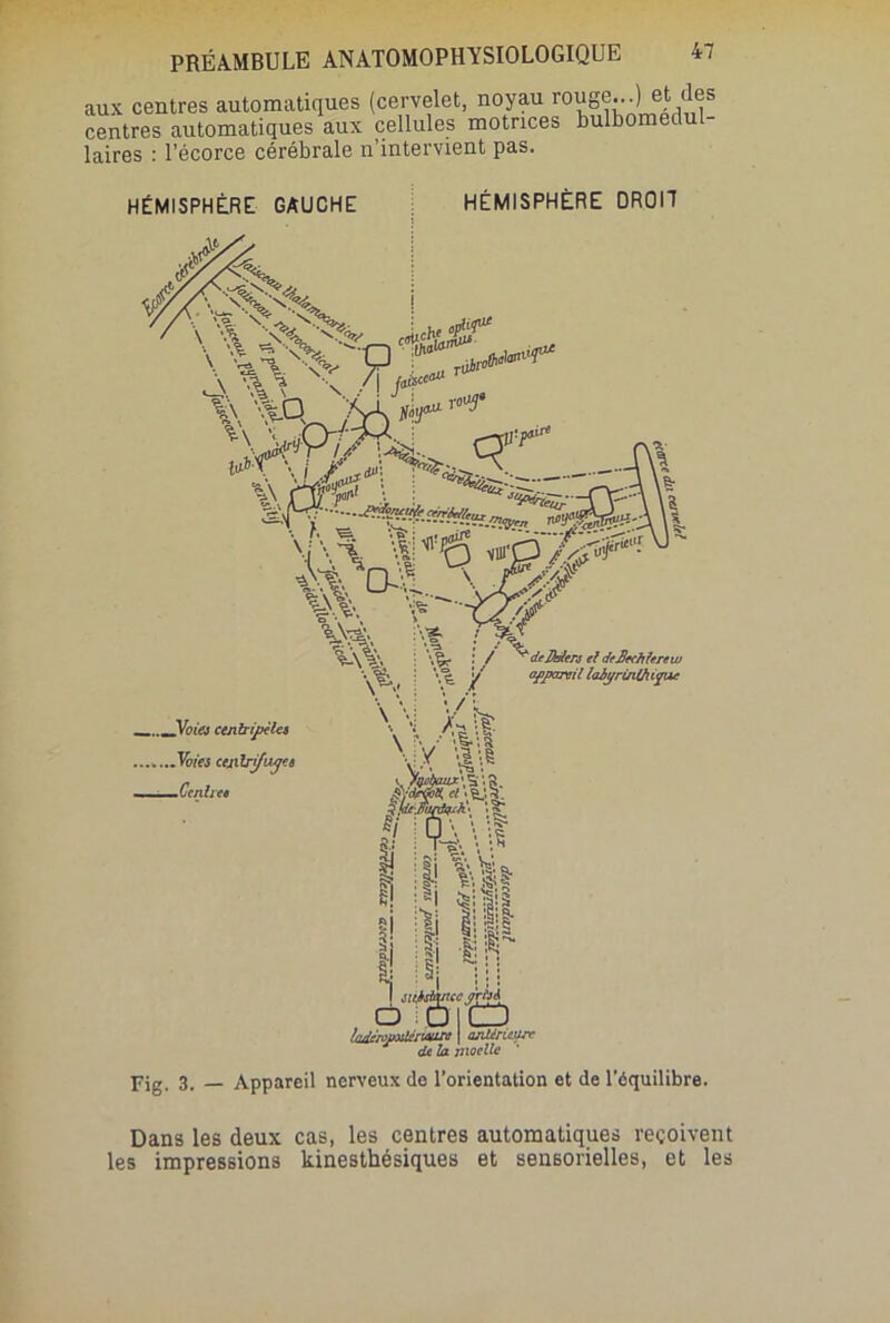 aux centres automatiques (cervelet, noyau rouge...) et des centres automatiques aux cellules motrices bulbomedu - laires : l’écorce cérébrale n’intervient pas. HÉMISPHÈRE GAUCHE HÉMISPHÈRE DROIT * ^ - r„ay> eir» \\ \ : *^7^ \\\ 1*6 % H-W %N.^, centripète» .......Voies centrifuge» Ce nti ce / \ ' % \ /V / ^deJb/erj el deJJtchfcrew appareil laiyrùitfiipuc K y ta >^wizar’S'.a, R • • rS • i \ Çü. \ i! « il! g! 3 ?! il 3j • S a > \si o t'.al lll ■8 S' I sijMpicc,çrfyj O ijuiO ladcropxlérvsuri | ajüérie.urc de la moelle Fig. 3. — Appareil nerveux de l’orientation et de l’équilibre. Dans les deux cas, les centres automatiques reçoivent les impressions kinesthésiques et sensorielles, et les