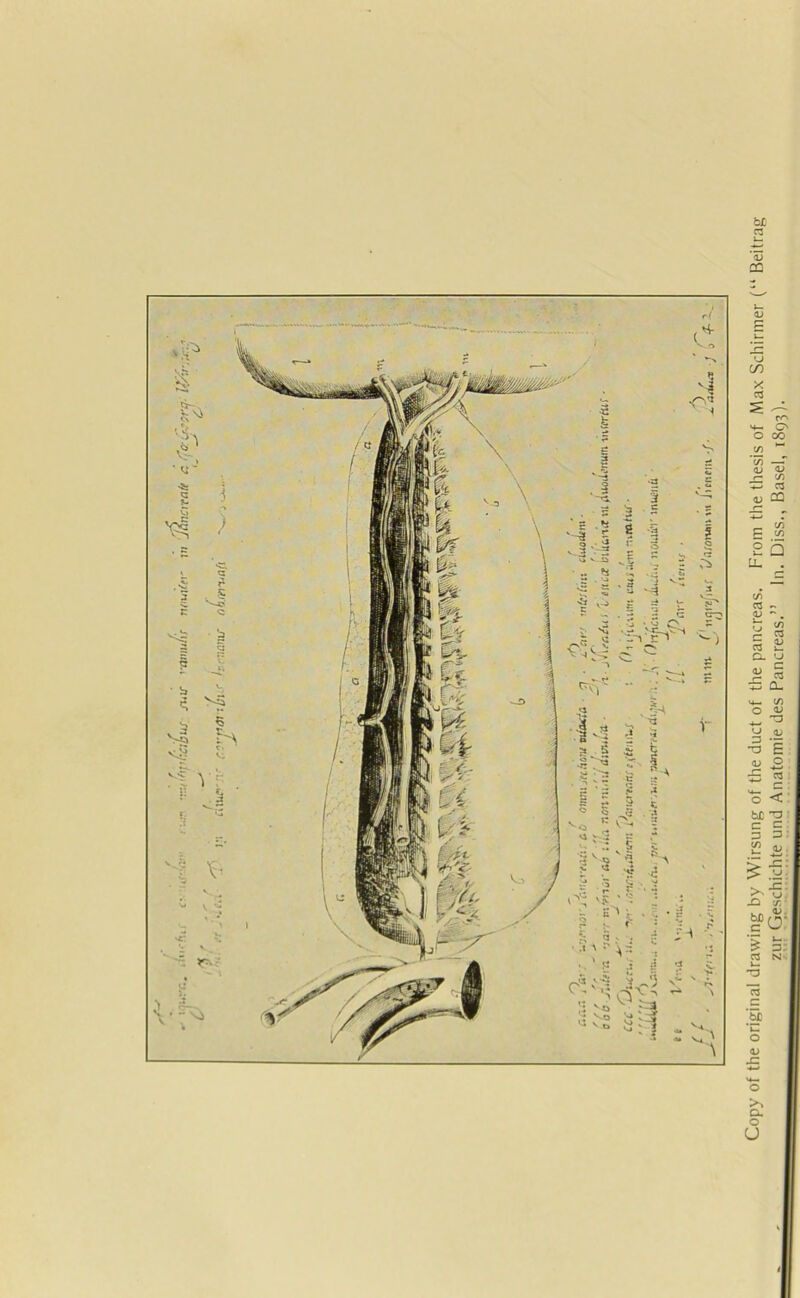 bJO Copy of the original drawing by Wirsung of the duct of the pancreas. From the thesis of Max Schirmer (“ Beitra] zur Geschichte und Anatomie des Pancreas.” In. Diss., Basel, 1893).