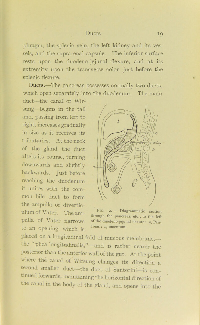 Ducts phragm, the splenic vein, the left kidney and its ves- sels, and the suprarenal capsule. The inferior surface rests upon the duodeno-jejunal flexure, and at its extremity upon the transverse colon just before the splenic flexure. Ducts.—The pancreas possesses normally two ducts, which open separately into the duodenum. The main duct—the canal of Wir- sung—begins in the tail and, passing from left to right, increases gradually in size as it receives its tributaries. At the neck of the gland the duct alters its course, turning downwards and slightly backwards. Just before reaching the duodenum it unites with the com- mon bile duct to form the ampulla or divertic- ulum of Vater. The am- pulla of Vater narrows to an opening, which is placed on a longitudinal fold of mucous membrane,— the plica longitudinalis,”—and is rather nearer the Fig. 2. — Diagrammatic section through the pancreas, etc., to the left of the duodeno-jejunal flexure : p, Pan- creas ; o, omentum. posterior than the anterior wall of the gut. At the point where the canal of Wirsung changes its direction a second smaller duct—the duct of Santorini—is con- tinued forwards, maintaining the horizontal direction of the canal in the body of the gland, and opens into the