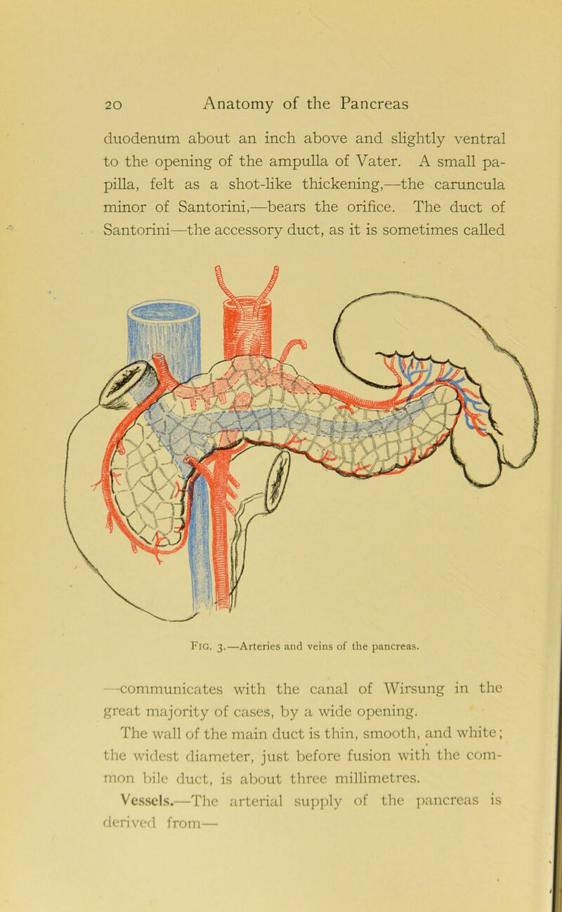 duodenum about an inch above and slightly ventral to the opening of the ampulla of Vater. A small pa- pilla, felt as a shot-like thickening,—the caruncula minor of Santorini,—bears the orifice. The duct of Santorini—the accessory duct, as it is sometimes called fyf. -2 A. Six'- sf'sCtx jh Fig. 3.—Arteries and veins of the pancreas. —communicates with the canal of Wirsung in the great majority of cases, by a wide opening. The wall of the main duct is thin, smooth, and white; the widest diameter, just before fusion with the com- mon bile duct, is about three millimetres. Vessels.—The arterial supply of the pancreas is derived from—
