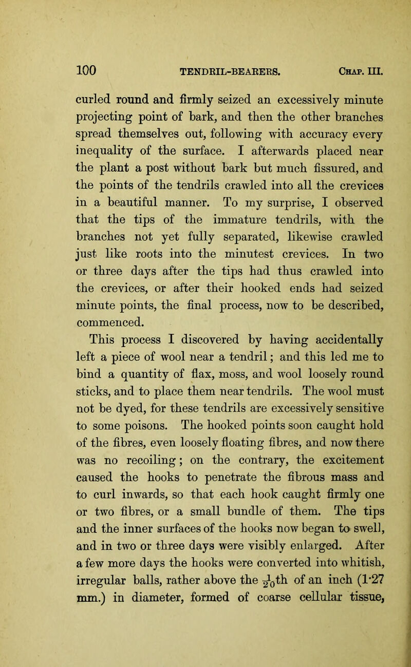 curled round and firmly seized an excessively minute projecting point of bark, and then the other branches spread themselves out, following with accuracy every inequality of the surface. I afterwards placed near the plant a post without bark but much fissured, and the points of the tendrils crawled into all the crevices in a beautiful manner. To my surprise, I observed that the tips of the immature tendrils, with the branches not yet fully separated, likewise crawled just like roots into the minutest crevices. In two or three days after the tips had thus crawled into the crevices, or after their hooked ends had seized minute points, the final process, now to be described, commenced. This process I discovered by having accidentally left a piece of wool near a tendril; and this led me to bind a quantity of flax, moss, and wool loosely round sticks, and to place them near tendrils. The wool must not be dyed, for these tendrils are excessively sensitive to some poisons. The hooked points soon caught hold of the fibres, even loosely floating fibres, and now there was no recoiling; on the contrary, the excitement caused the hooks to penetrate the fibrous mass and to curl inwards, so that each hook caught firmly one or two fibres, or a small bundle of them. The tips and the inner surfaces of the hooks now began to swell, and in two or three days were visibly enlarged. After a few more days the hooks were converted into whitish, irregular balls, rather above the 20th of an inch (T27 mm) in diameter, formed of coarse cellular tissue,